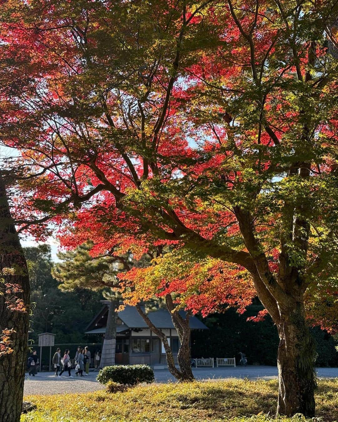 尾崎ななみのインスタグラム：「#三重県　#伊勢  📍伊勢神宮#外宮  @isejingu.official   外宮の中もすっかり秋。 見慣れた景色も、四季で全然違うので楽しい☺️  入口にある真っ赤な紅葉が、特に圧巻。 光の入り方で、写真に映る色が若干違う事も発見🍁  ㅤㅤㅤㅤㅤㅤㅤㅤㅤㅤㅤㅤㅤㅤㅤㅤㅤㅤㅤㅤㅤㅤㅤㅤㅤㅤㅤㅤㅤㅤㅤㅤㅤㅤㅤㅤㅤㅤㅤㅤ ㅤㅤㅤㅤㅤㅤㅤㅤㅤㅤㅤ  ㅤㅤㅤㅤㅤㅤㅤㅤㅤㅤㅤ  #三重県#伊勢志摩#伊勢#伊勢神宮#参拝#お伊勢参り#紅葉#尾崎ななみ#伊勢志摩アンバサダー」