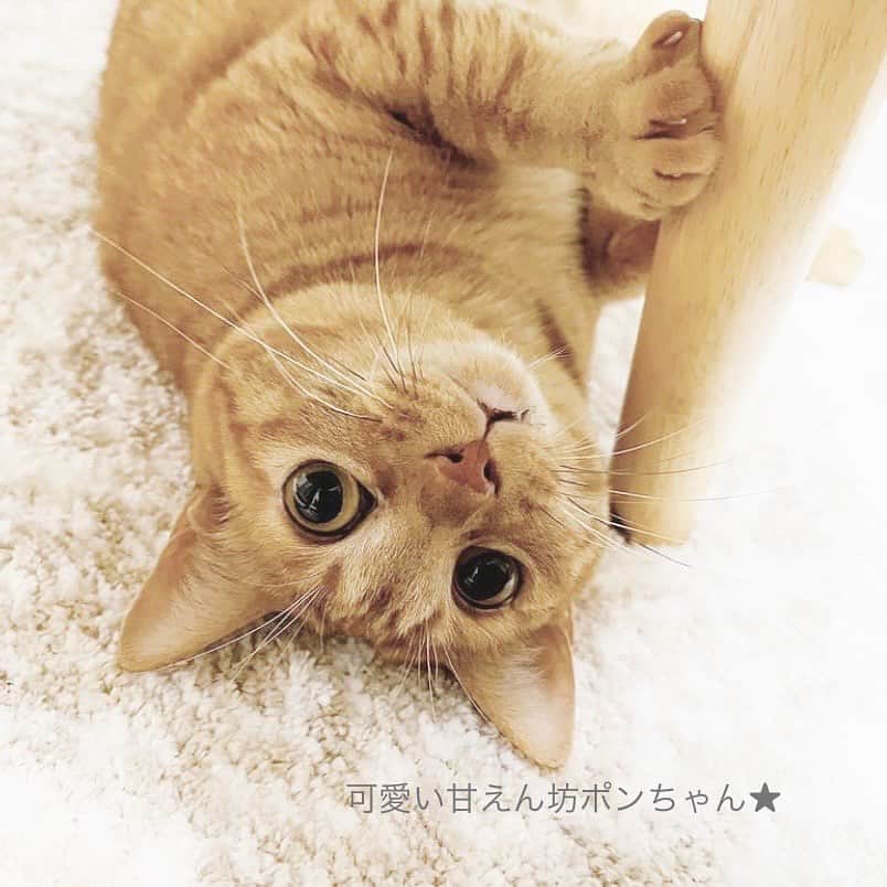 こむぎさんのインスタグラム写真 - (こむぎInstagram)「*  岐阜多頭崩壊レスキューの月初の「Amazonのほしい物リスト」12月分と別で保護しているニャンコたちへのリストと2種類を作らせていただきました🙇🏻🎄  ほしい物リストは私のインスタのプロフィールのURLにあるhandshakeの1番下からご覧いただけます🙇🏻 支援物資は取りまとめて後日イニシャルでご報告させていただいておりますので、可能でしたら匿名にせずお送りいただけますと嬉しいです🙇🏻  この崩壊現場のレスキューが始まったのは2019年の10月。4年が経ちました😭 成猫で病気療養中となると中々里親さんも見つからず、崩壊現場出身の猫たちは現在残り5匹の里親募集をしています。ご支援も長く甘えさせていただいてしまい本当に申し訳ありません…🙇🏻🙇🏻 引き続きご無理のない範囲でご協力いただけますと助かります😭😭😭  崩壊現場の詳細は以前に受けたインタビューにまとめてくださってあります。Googleで「いい部屋ペット　多頭飼育崩壊」で検索すると記事が出てきます🙇🏻  << 里親募集中の子達は5ニャン >> りす🐈約8歳♀ えびくんの里親さん( @ebikun_neko )がお世話してくださっています。→ @risu_chan_neko   かめ🐈約7歳♀ ふぐ味ちゃんの里親さんがお世話してくださっています。→ @musashi_kun0508   つばめ🐈‍⬛約7歳♂ あると🐈‍⬛約7歳♀ 岐阜ボランティア青井さんがお世話してくださっています。→ @asano.aoi   まだら🐈約7歳♀ 預かり先→我が家でお世話しています。  今月のほしいものリストはAmazonのセールもありこの機会にと数も多くなっておりすみません💦 ご無理のない範囲でご協力いただけましたらとっても助かりますー😭 闘病中のかめちゃんは現在食べムラがあり今フードを試行錯誤しているところです😭 まーちゃんは体調安定してきたので先日今年のワクチン完了しました！腎結石が増えていたのでまたセカンドオピニオン先の病院へ診ていただきに行く予定です。 つばめは安定しているけどあるとがまた貧血気味か？みんな定期的に血液検査など健康チェックしています🙇🏻  どうしても多頭飼育崩壊現場は頭数も多いうえに、治療が必要の子たちも多く、全頭を幸せに繋げるためにはかなりの時間が必要になります…💦  とはいえ体調も落ち着いている子たちもいますので、ぜひとも里親さんが見つかりにくい成猫や病気を抱えた子もお迎えのご検討いただけたらとっても嬉しいです🥺 年齢があがると色々あるのは人間も猫も一緒。一つの個性と捉えてうまくお付き合いしていけたら🙏🏻✨  毎月皆様のご協力により、この子たちのケアをしっかり出来ています🙏🏻✨ 引き続きご無理のない範囲で応援いただけますととってもとっても嬉しいです😭  ほしい物リストは、たくさん物資をいただきすぎて余らせてしまってもいけないので、概ね1ヶ月分ごとに作らせていただいております🙇🏻 必要な物資が購入されますとリストから消えていきますので、リストに物資がなければ必要数に達したものとお考えください🙇🏻  また、2枚目の写真は先月分をご支援くださった方のイニシャルのご報告です🙇🏻 本来であればお一人お一人にお礼を伝えたいところですが中々バタバタで個別にお礼の連絡が出来ずに申し訳ありません…😭 イニシャルも読み方に間違いがありましたら申し訳ありません🙇🏻記載誤りなどありましたらまたご連絡くださいませ🙇🏻✨ 先月は納品書が入っておらずお送りくださった方のお名前がわからないものもありました🙇🏻  過去の現場の様子はストーリーのハイライトやIGTVからご覧いただけます。 里親募集中の子の掲載用アカウントはこちらです🤗✨→ @comugineko  1匹(かめ)は関東地方で、4匹は東海地方で里親様募集中です(遠方要相談)🙏🏻  支援金の方は青井さんが毎月取りまとめをしてくださっています。→ @asano.aoi ご協力くださった方々本当にありがとうございます😭  #岐阜多頭崩壊レスキュー #多頭飼育崩壊  ＊＊＊＊＊＊＊＊＊＊＊＊＊＊  << 崩壊現場の子達とは別の保護猫たち >>  現在、崩壊現場とは別で外から保護した猫たちは、猫エイズのしまくんと猫白血病のポンちゃん、そして先日新たに保護した猫白血病のグレちゃんがいます。  しま🐈約12歳♂ 預かり先→我が家でお世話しています。  ゆずぽん子🐈約3歳♀ 預かり先→ @ponponponko0918   グレッチ🐈‍⬛約3歳♂ 預かり先→ @kotora.0510   今回Amazonのセールということもあり普段載せていないしまくんのフードもリストに載せさせていただきました🙇🏻 キャリアの子たちもどうか幸せ掴めますように…😭🙏🏻✨  #里親募集猫 #里親募集中猫  #りんご猫 #レモン猫」12月1日 13時36分 - tomochunba