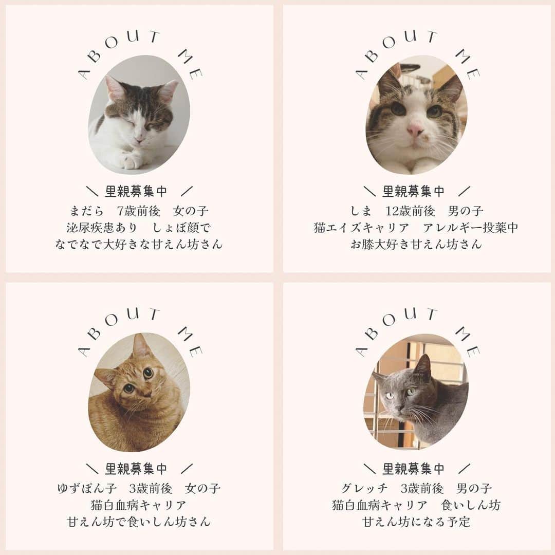 こむぎさんのインスタグラム写真 - (こむぎInstagram)「*  岐阜多頭崩壊レスキューの月初の「Amazonのほしい物リスト」12月分と別で保護しているニャンコたちへのリストと2種類を作らせていただきました🙇🏻🎄  ほしい物リストは私のインスタのプロフィールのURLにあるhandshakeの1番下からご覧いただけます🙇🏻 支援物資は取りまとめて後日イニシャルでご報告させていただいておりますので、可能でしたら匿名にせずお送りいただけますと嬉しいです🙇🏻  この崩壊現場のレスキューが始まったのは2019年の10月。4年が経ちました😭 成猫で病気療養中となると中々里親さんも見つからず、崩壊現場出身の猫たちは現在残り5匹の里親募集をしています。ご支援も長く甘えさせていただいてしまい本当に申し訳ありません…🙇🏻🙇🏻 引き続きご無理のない範囲でご協力いただけますと助かります😭😭😭  崩壊現場の詳細は以前に受けたインタビューにまとめてくださってあります。Googleで「いい部屋ペット　多頭飼育崩壊」で検索すると記事が出てきます🙇🏻  << 里親募集中の子達は5ニャン >> りす🐈約8歳♀ えびくんの里親さん( @ebikun_neko )がお世話してくださっています。→ @risu_chan_neko   かめ🐈約7歳♀ ふぐ味ちゃんの里親さんがお世話してくださっています。→ @musashi_kun0508   つばめ🐈‍⬛約7歳♂ あると🐈‍⬛約7歳♀ 岐阜ボランティア青井さんがお世話してくださっています。→ @asano.aoi   まだら🐈約7歳♀ 預かり先→我が家でお世話しています。  今月のほしいものリストはAmazonのセールもありこの機会にと数も多くなっておりすみません💦 ご無理のない範囲でご協力いただけましたらとっても助かりますー😭 闘病中のかめちゃんは現在食べムラがあり今フードを試行錯誤しているところです😭 まーちゃんは体調安定してきたので先日今年のワクチン完了しました！腎結石が増えていたのでまたセカンドオピニオン先の病院へ診ていただきに行く予定です。 つばめは安定しているけどあるとがまた貧血気味か？みんな定期的に血液検査など健康チェックしています🙇🏻  どうしても多頭飼育崩壊現場は頭数も多いうえに、治療が必要の子たちも多く、全頭を幸せに繋げるためにはかなりの時間が必要になります…💦  とはいえ体調も落ち着いている子たちもいますので、ぜひとも里親さんが見つかりにくい成猫や病気を抱えた子もお迎えのご検討いただけたらとっても嬉しいです🥺 年齢があがると色々あるのは人間も猫も一緒。一つの個性と捉えてうまくお付き合いしていけたら🙏🏻✨  毎月皆様のご協力により、この子たちのケアをしっかり出来ています🙏🏻✨ 引き続きご無理のない範囲で応援いただけますととってもとっても嬉しいです😭  ほしい物リストは、たくさん物資をいただきすぎて余らせてしまってもいけないので、概ね1ヶ月分ごとに作らせていただいております🙇🏻 必要な物資が購入されますとリストから消えていきますので、リストに物資がなければ必要数に達したものとお考えください🙇🏻  また、2枚目の写真は先月分をご支援くださった方のイニシャルのご報告です🙇🏻 本来であればお一人お一人にお礼を伝えたいところですが中々バタバタで個別にお礼の連絡が出来ずに申し訳ありません…😭 イニシャルも読み方に間違いがありましたら申し訳ありません🙇🏻記載誤りなどありましたらまたご連絡くださいませ🙇🏻✨ 先月は納品書が入っておらずお送りくださった方のお名前がわからないものもありました🙇🏻  過去の現場の様子はストーリーのハイライトやIGTVからご覧いただけます。 里親募集中の子の掲載用アカウントはこちらです🤗✨→ @comugineko  1匹(かめ)は関東地方で、4匹は東海地方で里親様募集中です(遠方要相談)🙏🏻  支援金の方は青井さんが毎月取りまとめをしてくださっています。→ @asano.aoi ご協力くださった方々本当にありがとうございます😭  #岐阜多頭崩壊レスキュー #多頭飼育崩壊  ＊＊＊＊＊＊＊＊＊＊＊＊＊＊  << 崩壊現場の子達とは別の保護猫たち >>  現在、崩壊現場とは別で外から保護した猫たちは、猫エイズのしまくんと猫白血病のポンちゃん、そして先日新たに保護した猫白血病のグレちゃんがいます。  しま🐈約12歳♂ 預かり先→我が家でお世話しています。  ゆずぽん子🐈約3歳♀ 預かり先→ @ponponponko0918   グレッチ🐈‍⬛約3歳♂ 預かり先→ @kotora.0510   今回Amazonのセールということもあり普段載せていないしまくんのフードもリストに載せさせていただきました🙇🏻 キャリアの子たちもどうか幸せ掴めますように…😭🙏🏻✨  #里親募集猫 #里親募集中猫  #りんご猫 #レモン猫」12月1日 13時36分 - tomochunba