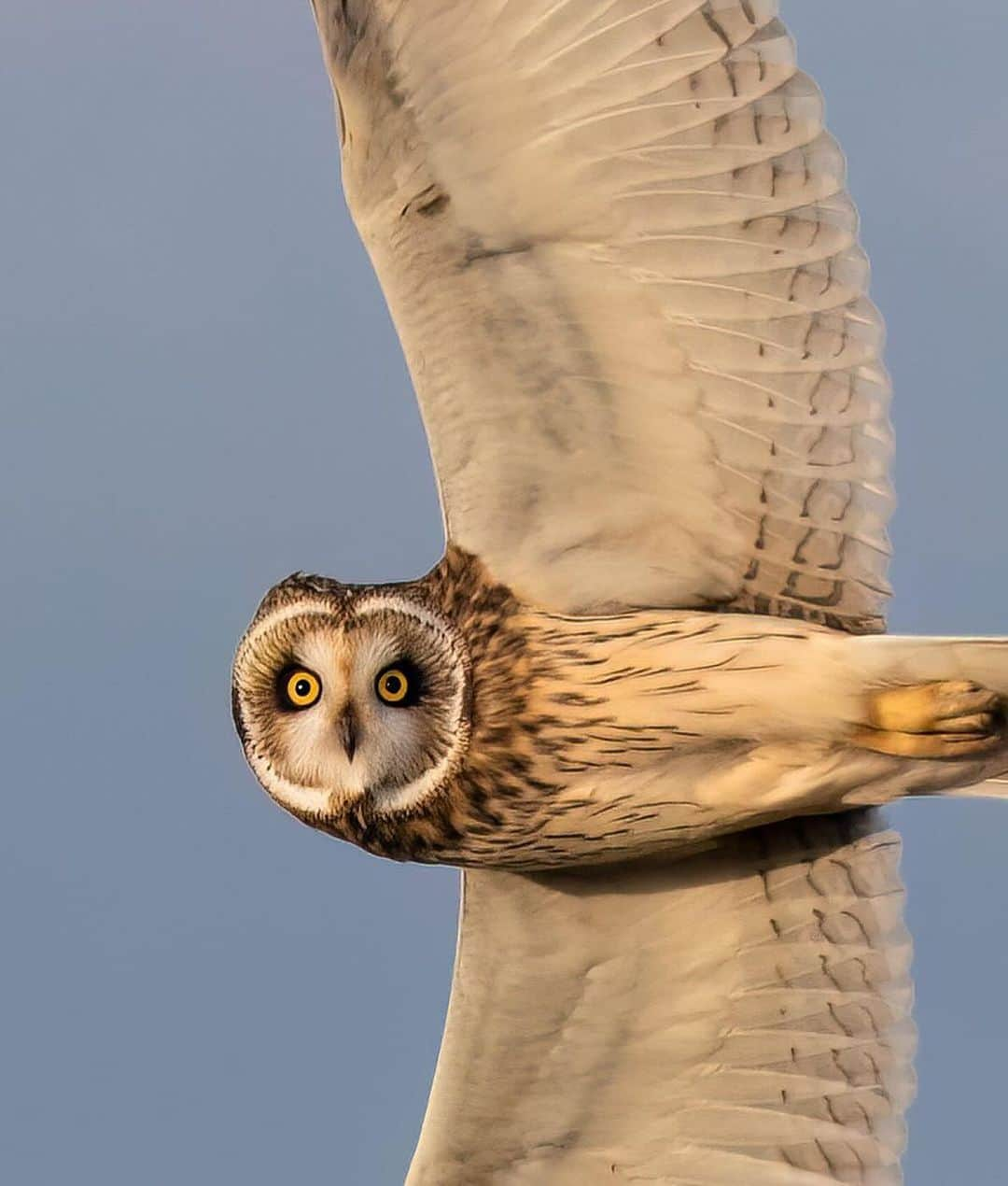 Discover Earthさんのインスタグラム写真 - (Discover EarthInstagram)「🦉The short-eared owl, or « Shortie », is an unusual owl because it prefers to be out and about in the daytime. It is most easily spotted in winter, when resident birds are joined by migrants.  📍 England  🏴󠁧󠁢󠁥󠁮󠁧󠁿 #DiscoverEngland with @turnipian」12月1日 14時20分 - discoverearth