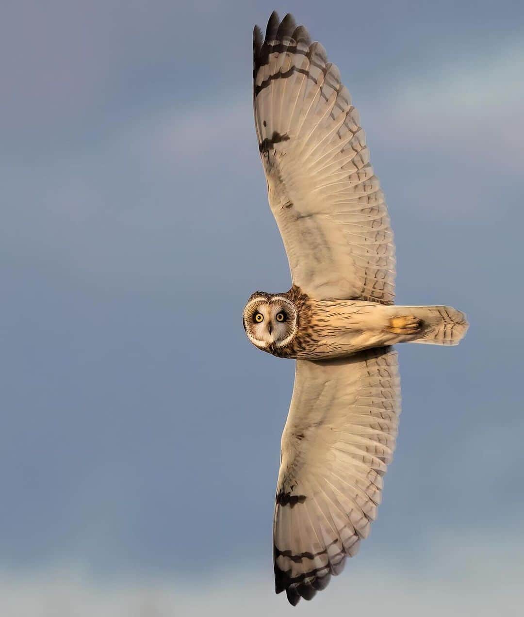 Discover Earthのインスタグラム：「🦉The short-eared owl, or « Shortie », is an unusual owl because it prefers to be out and about in the daytime. It is most easily spotted in winter, when resident birds are joined by migrants.  📍 England  🏴󠁧󠁢󠁥󠁮󠁧󠁿 #DiscoverEngland with @turnipian」