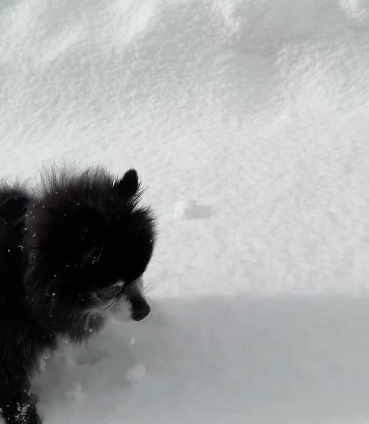 高坂友衣のインスタグラム：「. 雪！ 雪っ！  もすけ11歳。 人でいうと60歳。 この冬も雪散歩はしゃいでいます⛄️  #散歩の後には胸に毛玉」