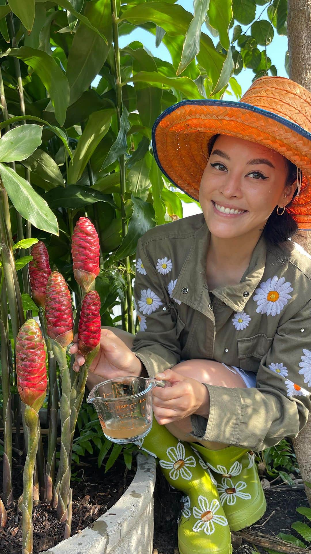 Amata Chittaseneeのインスタグラム：「Shampoo Ginger plant, Zingiber zerumbet is also known as awapuhi or pinecone ginger. As the flower stalks mature, the flower color changes from green to red and they fill with gel. They take on a fragrant, sweet smell and a bitter taste. This is the juice of the shampoo plant that is used to condition hair.  ❤️🫶🏽😍  #กระทือ อยู่วงค์ Zingiberacece  ดอกและหน่ออ่อนกินได้แบบสดหรือลวกจิ้มน้ำพริก ส่วนน้ำเจลที่บีบได้จากช่อดอกสามารถนำมาใช้สระผมได้ ทำให้ผมนุ่ม ดูเงางาม กระทือจึงมีชื่อว่า Shampoo Ginger ในตำรายาพื้นบ้าน ผู้หญิงฮาวายนิยมนำช่อดอกมาทุบเพื่อใช้อาบน้ำและสระผม เพราะมีกลิ่นหอมอ่อนๆสดชื่น ด้วยน้ำมันหอมระเหยที่มีสารประกอบ flavonoids 😍 สวนดาดฟ้าใช้เวลาปลูก 1 ปีจากเหง้าค่ะ จริงๆตั้งใจอยากยืนสระผมบนดาดฟ้าตอนฝนตกหนักๆเลยนะ ปีนี้ไม่ทันละ เอาใหม่ปีหน้า จะกลับมาพร้อมกับสูตรแชมพูสระผมเลย    อย่างไรก็ตาม ตอนบีบน้ำเจลนี้คือโคตรฟินอะ 5555 #pearypieskygarden #shampooginger #zingiberzerumbet #pinecone」