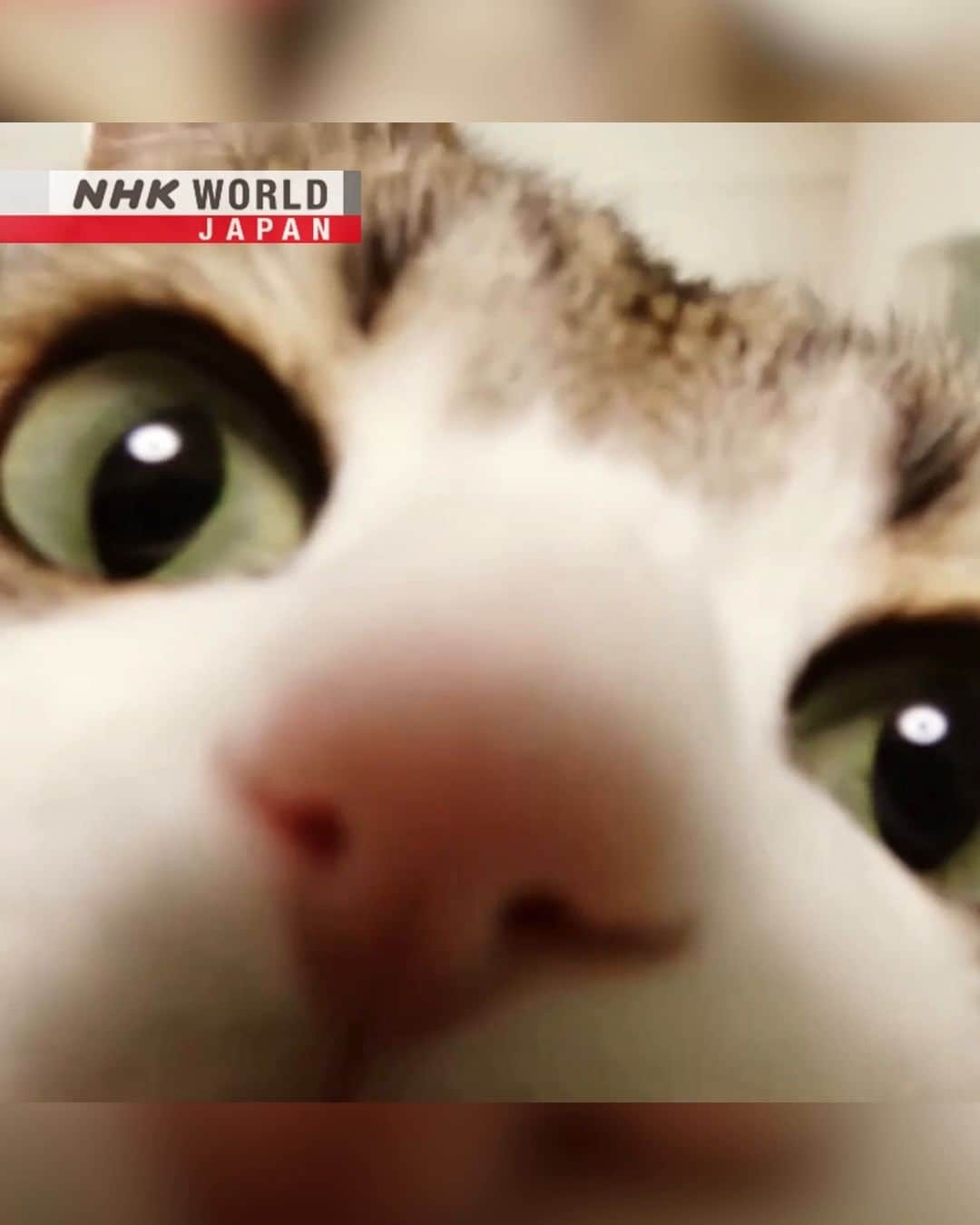 NHK「WORLD-JAPAN」のインスタグラム：「Are you a cat or a dog person?🐱❓🐶  If you said ‘cat’ then you and Japan share a common bond.  More pet cats live here than dogs.😻  With such big numbers, there’s even apartments designed specifically for cats and their owners.  They feature platforms that cats can climb up to, and cat flaps for their feline friends to freely come and go.🐈 . 👉Japanology celebrates 20 years of showcasing Japanese culture! What were your favorite episodes? Share your comments for a chance to be featured in our Japanology 20th Anniversary Special in March! . 👉Discover more about Japan｜Watch｜Japanology｜Free On Demand｜NHK WORLD-JAPAN website.👀 . 👉Tap in Stories/Highlights to get there.👆 . 👉See the link in our bio for more on the latest from Japan. . 👉If we’re on your Favorites list you won’t miss a post. . . #猫 #neko #cat #catlovers #japancat #catsofinstagram #catagram #meow #catvideo #cats #japanesecats #coolcat #cathouse #kittycat #cutecat #visitjapan #discoverjapan #hiddenjapan #nhkworldjapan #japan」
