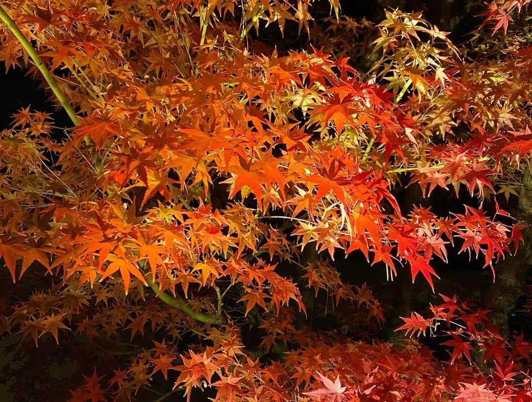 キャシー・リードさんのインスタグラム写真 - (キャシー・リードInstagram)「Eikan-dō Temple 禅林寺 (永観堂) 🍁」12月1日 15時12分 - cmr2070