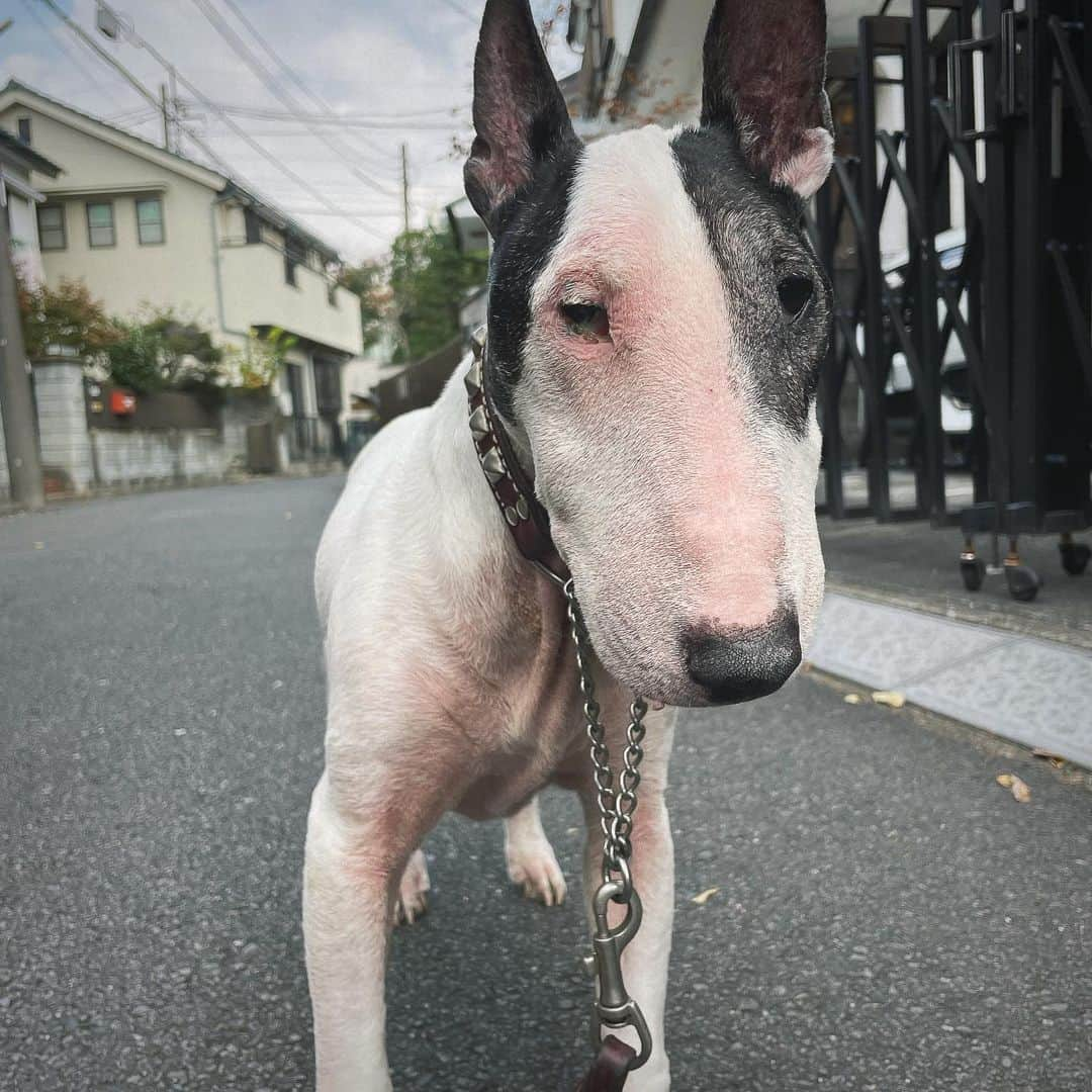 Q太郎さんのインスタグラム写真 - (Q太郎Instagram)「#minituru#bull#terrier#minibullterrier#miniturubullterrier#dog#dogstagram#cute#qtaro#love#family#ミニチュア#ブルテリア#ミニチュアブルテリア#Q太郎」12月1日 16時16分 - qtaro.jun