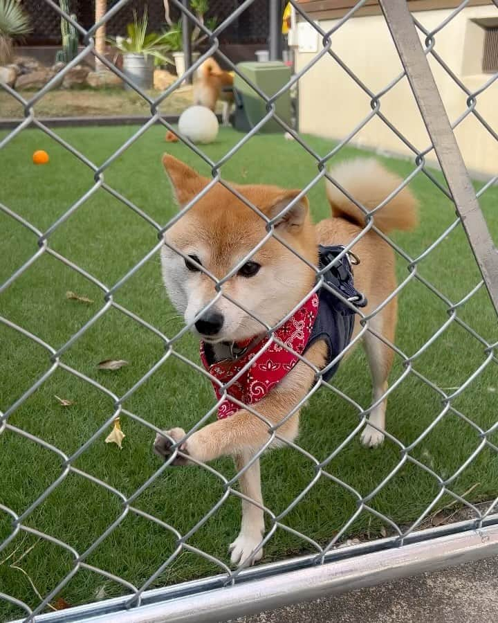 豆柴 サニーちゃんのインスタグラム：「. HELLO〜こんにちわん🐶🐻❄️ . 仕事が忙しく久しぶりの投稿です😂 . こないだどんちゃんが遊びにくる日🐵👵🏻 お母さんの車の誘導や どんちゃんを先に車から下ろそうとして 先に私はお庭から出ていました . そしたら、ラムちゃん😂 ぴーぴー鳴いてフェンスをちょんちょん🐾 🐶どーしてままそっちなんでちゅか！ さみしいでちゅ🥲 . 後ろでは、サニーちゃんは 草むしり用の手袋投げて遊んでたけど🐻➰🧤 🐻ひとり遊びもたのしいよ〜 . . ラムちゃんって寂しがりなんだよねぇ 2人ともかわいい🥰 . . #さにらむ劇場 #柴犬#豆柴 #赤柴#豆柴子犬#豆柴多頭飼い #まめしば#しばいぬ#anicas#shiba_snap #shibainu#shiba#mameshiba#shibastagram #豆柴サニーちゃん#豆柴ラムちゃん#さにらむ #さにらむ2023#さにらむどん」