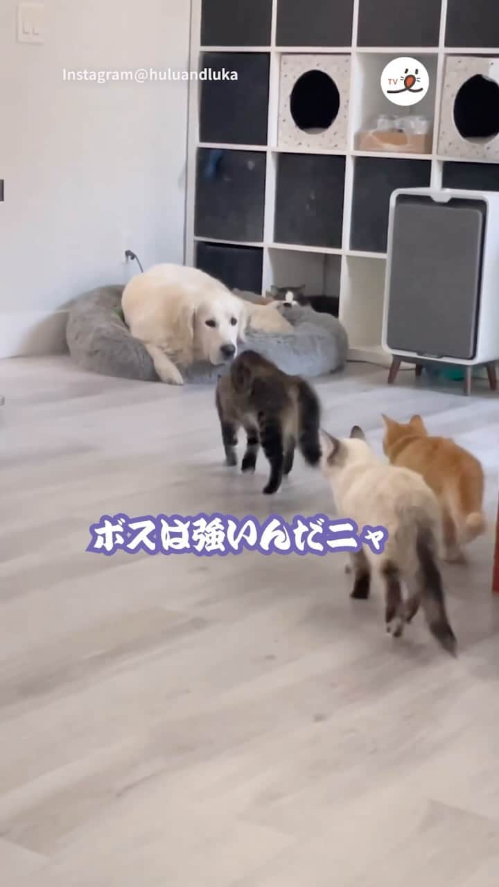 PECOねこ部のインスタグラム：「「やんのかステップで近づくけど……😂」 ㅤㅤ 今回素敵な動画を提供してくださったのは… @huluandluka さん（ニャンズとワンコ） 他にも素敵なお写真がたくさんあるので ぜひ遊びに行ってみてね♪ ㅤㅤ ㅤㅤ ㅤㅤ 〖 #ペコねこ部（ #pecoいぬ部 ） 〗をつけてご投稿いただくと PECOのSNSで楽しくご紹介させていただきます😋 フォロー&コメントお待ちしています✨ ㅤㅤ ㅤㅤ  ============================== @pecocats（ @pecodogs ）☚YouTubeでも可愛いワンニャン紹介中🐶💕 ==============================  #猫部 #ふわもこ部 #猫好きな人と繋がりたい #catstagram #catlover #냥스타그램 #캣스타그램  #新喜劇 #漫才 #お笑い #やんのかステップ #びびり」