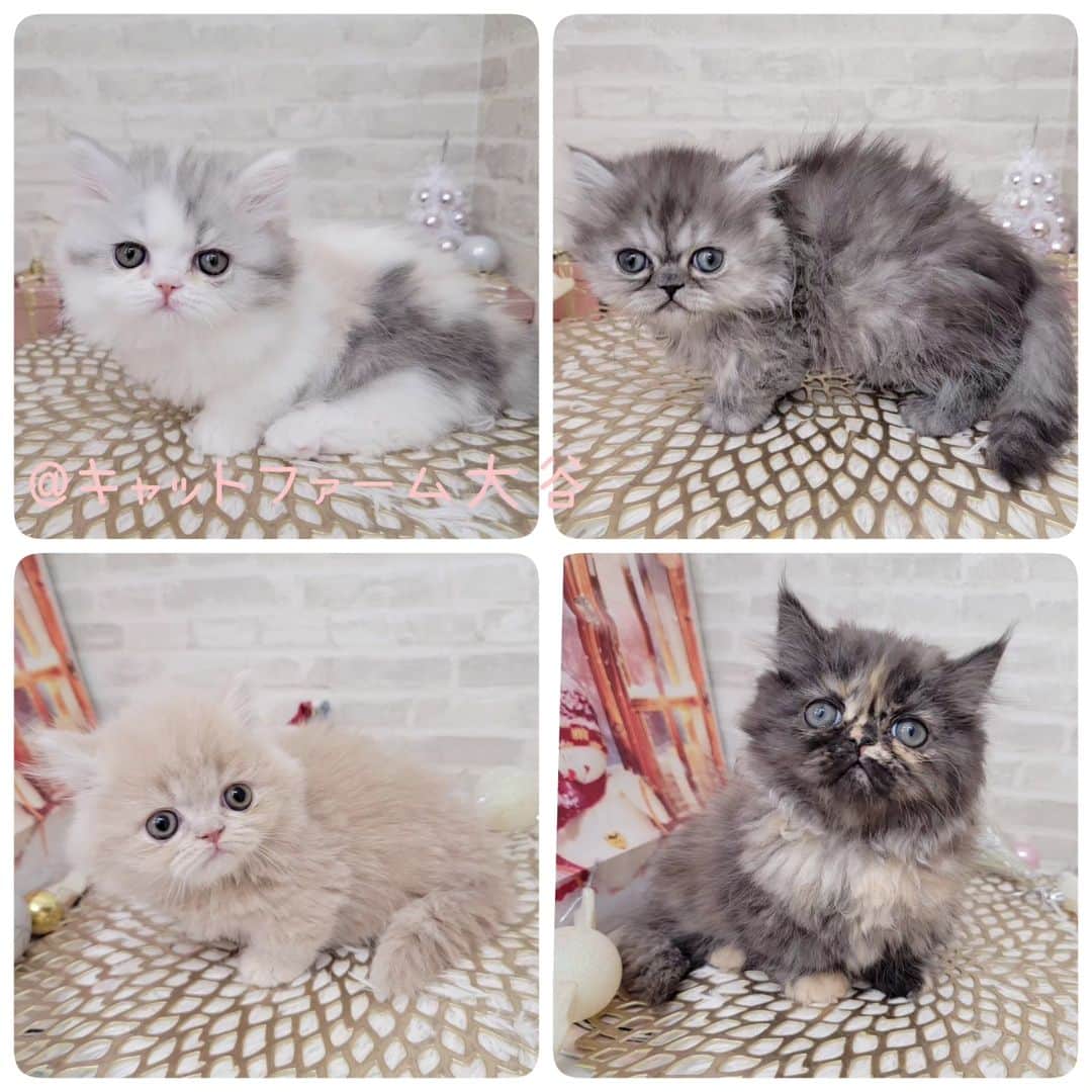 マンチカン(munchkin)キャットファーム大谷さんのインスタグラム写真 - (マンチカン(munchkin)キャットファーム大谷Instagram)「現在ご紹介中のミヌエットちゃん短足ちゃん達です♥️  No.2625 No.2635 No.2637 No.2644  コロコロと可愛い短足の猫ちゃん、 とっても癒されます( ＾ω＾ )✨  是非ご見学に遊びに来てください🎵 抱っこもできますよ😺💕  ❁*·⑅❁*·⑅❁*·⑅❁*·⑅❁*·⑅❁*·  お店は、月・木曜日が定休日です。 現在、完全予約制になっておりますので ご来店される際はお店へお電話かメールにてご連絡くださいませ🙇‍♀️  お待ちしております🎵  ❁*·⑅❁*·⑅❁*·⑅❁*·⑅❁*·⑅❁*·  #キャットファーム大谷 #まんちかん #マンチカン #ネコ #こねこ #にゃんこ #猫ちゃん #ねこ部 #ニャンスタグラム #猫 #ねこ #子猫 #モフモフ #モフモフねこ #ミヌエット #短足 #ねこすたぐらむ #愛猫 #かわいい #ふわもこ部 #猫のいる暮らし #マンチカンブリーダー #ミヌエットブリーダー」12月1日 17時05分 - roytar222