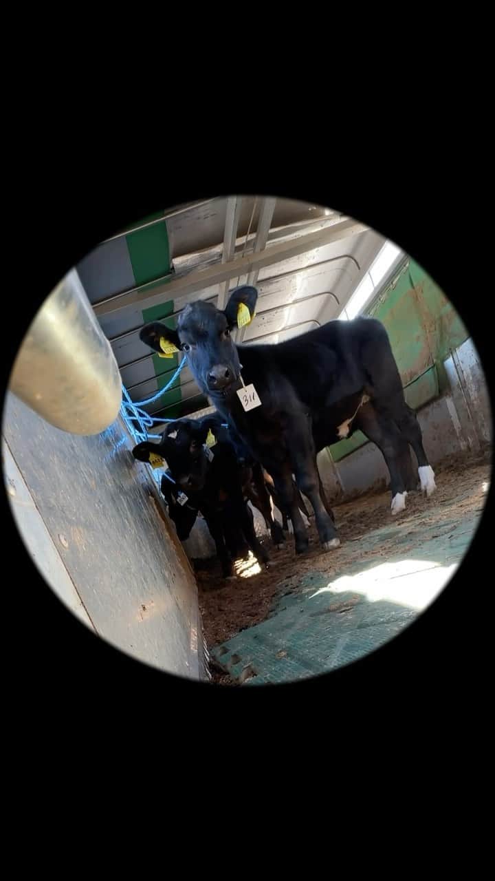 安藤志穂美のインスタグラム：「【トラックに乗せられた子牛たち】 ⁡ この日はF1のセリでした。 ⁡ F1牛（交雑種）とは、 乳牛（ホルスタイン、ジャージー）と肉牛（黒毛和牛等）を交配させて生まれた牛のことです。 ⁡ 身近に売られている安い牛肉のほとんどはこのF1牛、もしくはホルスタインのオス。 ⁡ ⁡ 交雑種牛は、 【乳牛より少し小さく、和牛より少し大きい】 というちょうど真ん中。 ⁡ 元々免疫力が強いのか、風邪などを引くこともあまりなく、育てるにはとてもラクだと言われていて、 更に肉付きの成長のスピードが速いため、あっという間に大きくなるのが特徴。 ⁡ ある程度、大きくなってしまえば出荷できるので、他の牛と比べると低コストで済むとも言われています。 ⁡ 交雑種のセリで競り落とされた子牛は、 仔牛の料理などに肉用として屠殺される子、もしく　は生まれた畜産農家、飼い主から離れ、 競り落とした新たな飼い主の元で2年程肥育牛として育てられます。 ⁡ そして、わずか2、3年でその生涯を終えるのです。  #cow #牛 #🐃 #交雑種 #F1 #畜産 #子牛」