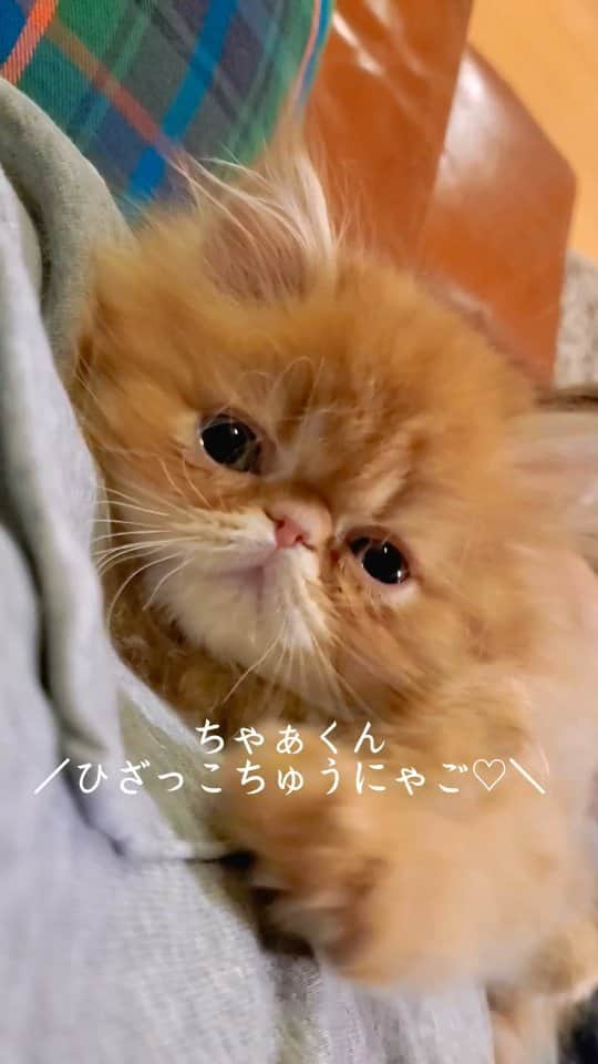 なっつ。のインスタグラム：「🦁♡ ベビちゃごの動画をみながら  なーんてこと 言ってたりなんか しちゃったりしてーとか アテレコして にまにましてます♡  ぽしゅくんの記憶が ちゃごたんの中に 残ってるのかななんて 思うことが結構ある。 ・ ・ ・ #転生 #ぽしゅ君のまほうのコトバ」