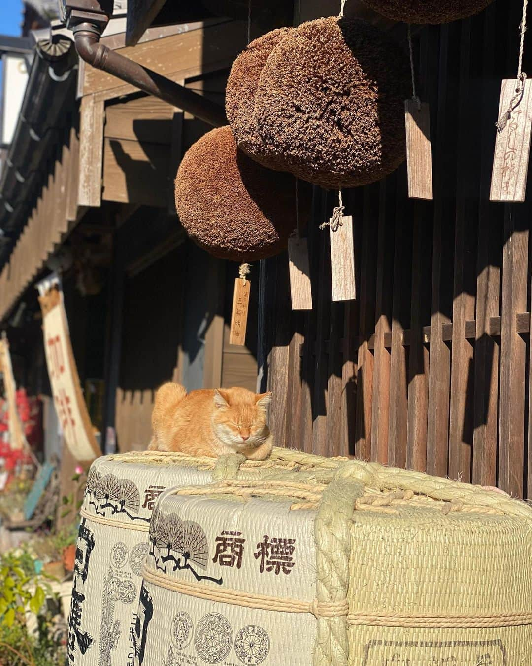 小松﨑花菜さんのインスタグラム写真 - (小松﨑花菜Instagram)「・ 1人でふらっとお伊勢参り☺️⛩  伊勢神宮は凛と澄んだ空気が広がっていて、 いつも自然と背筋が伸びる気がします。  友人とわいわい遊ぶのも好きですが ぼけ〜っと景色を眺めたり、食べ物の味にひたすら集中したりする1人の時間も好きです✌🏼笑  良い休日でした🌿  #三重 #伊勢神宮 #お伊勢参り #おかげ横丁 #おはらい町  #2枚目は日向ぼっこ中の猫ちゃん🐈♡」12月1日 17時24分 - hana_komatsuzaki