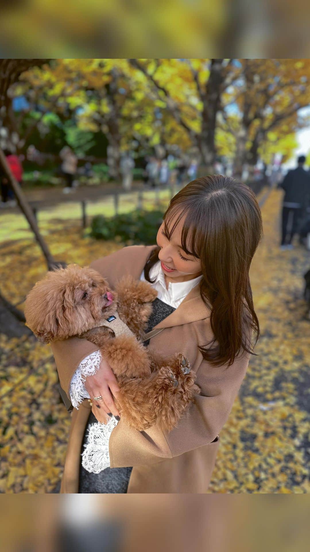 shizuka.watanabeのインスタグラム：「わんこたちと外苑前いちょう並木へ♡♡♡  うぅ〜。愛しい〜♪  毎年行ってるんだけど... 銀杏並木を見ると秋だなぁ〜🍁って感じるよね♪  同じ日の午後に行った友達がいたんだけど激混みだったそうで 午前中はまだ空いてたような！  お散歩は午前中がおすすめだよ〜🐶🩵  #銀杏並木　#銀杏　#外苑前いちょう並木 #外苑前　#犬好き #トイプードル　#犬のいる暮らし #30代」