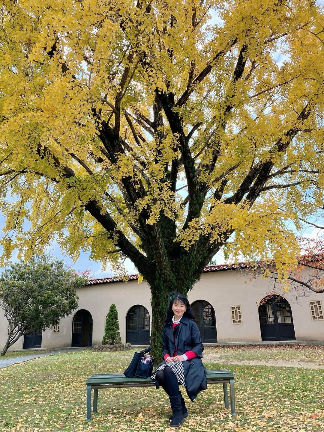 大津びわ子のインスタグラム：「いよいよ「ジョイントコンサート 7th KCめぐみ KCクローバー」がせまってきました。29日の練習🎵のあと、先輩と神戸女学院の銀杏の木を見に行って、岡田山でランチ（420円）しながら、演奏会の確認❣️  #神戸女学院 #神戸女学院大学　 #ひとりじめしたい神戸女学院 #私を構成する要素 #KCクローバー」