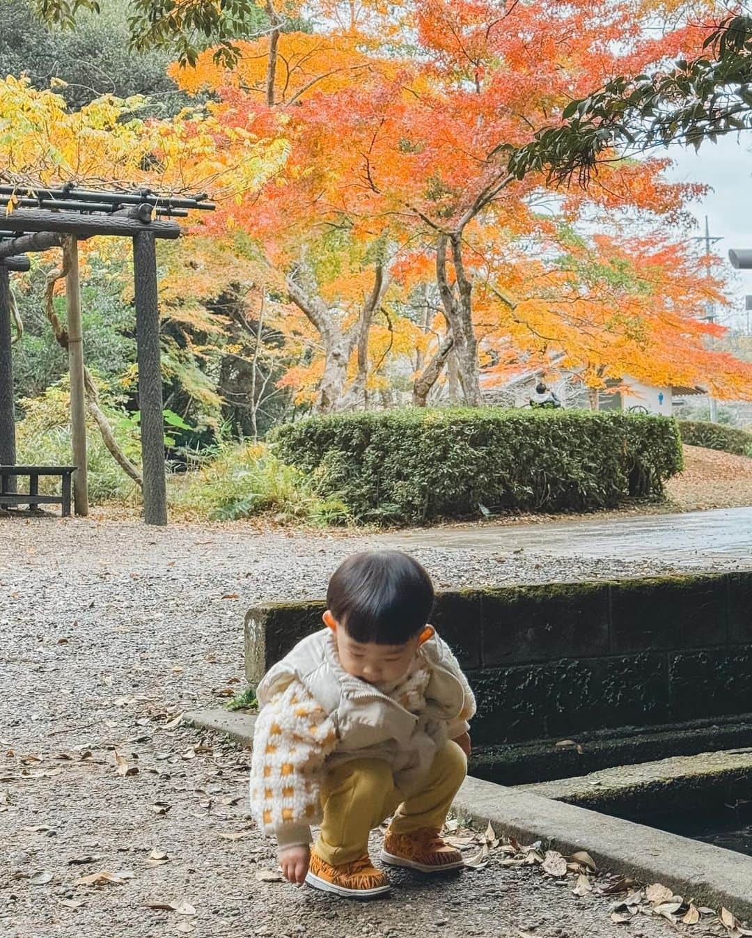 ゆずみつさんのインスタグラム写真 - (ゆずみつInstagram)「紅葉が綺麗な時期ですね🍁 今週の土日もお出かけするからたくさんカメラ練習します☺️！  今日はみつの幼稚園の発表会でたくさん成長を感じられました🥺 これから3姉弟たくさん成長していくと思うけどひとつひとつ大切にしていきたいなと思いました🫶  #ゆずみつ #ゆずみつといっしょ #てるたま #てちゃん #紅葉狩り #秋 #子どもの日常をもっと写真に #3姉弟 #おそろコーデ #リンクコーデ #秋コーデ #7歳 #5歳 #1歳」12月1日 17時30分 - 10siomi