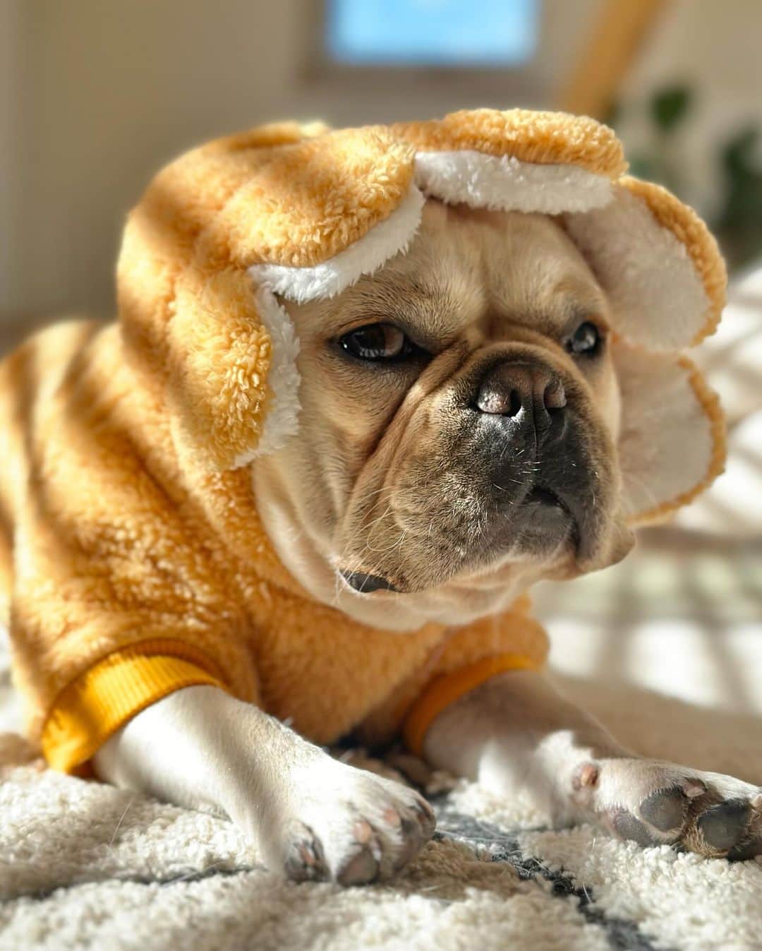 Aya（高本彩）さんのインスタグラム写真 - (Aya（高本彩）Instagram)「いよいよ明日‼️横浜のWANCOTTでフレブルイベントで生あまざけの販売をします❣️ドッグトイとペットベッドも少しだけもっていきます🐶 #Repost @frenchbulldogjamboree with @use.repost ・・・ . . French Bulldog Jamboree 冬のフレブル ジャンボリー🐾 . . 冬のフレンチブルドッグジャンボリーを今年も横浜の犬と人のための大型複合施設WANCOTTさんにて開催いたします！ . 今年もご陽気な出店者の皆様とご陽気な会をお楽しみください。 . 楽しい企画も予定しております♪ 順次、お知らせしていきますので 楽しみお待ちください♡ . . 日時: 2023.12.2 SAT-12.3 SUN 　　　11:00-17:00 . 場所: WANCOTT @wancott.com.yokohama  . 入場料: 入場券: 1,000円 ✳︎ご家族は1組(大人2名まで1,000円) ✳︎中学生以下は無料 ✳︎経費を除き、保護団体に寄付します ＊WANCOTT会員様は入場無料となります . . . #frenchbulldogjamboree #frebulljamboree #fbj #フレンチブルドッグジャンボリー #フレジャン #フレジャン注意事項」12月1日 17時44分 - aya_dream04