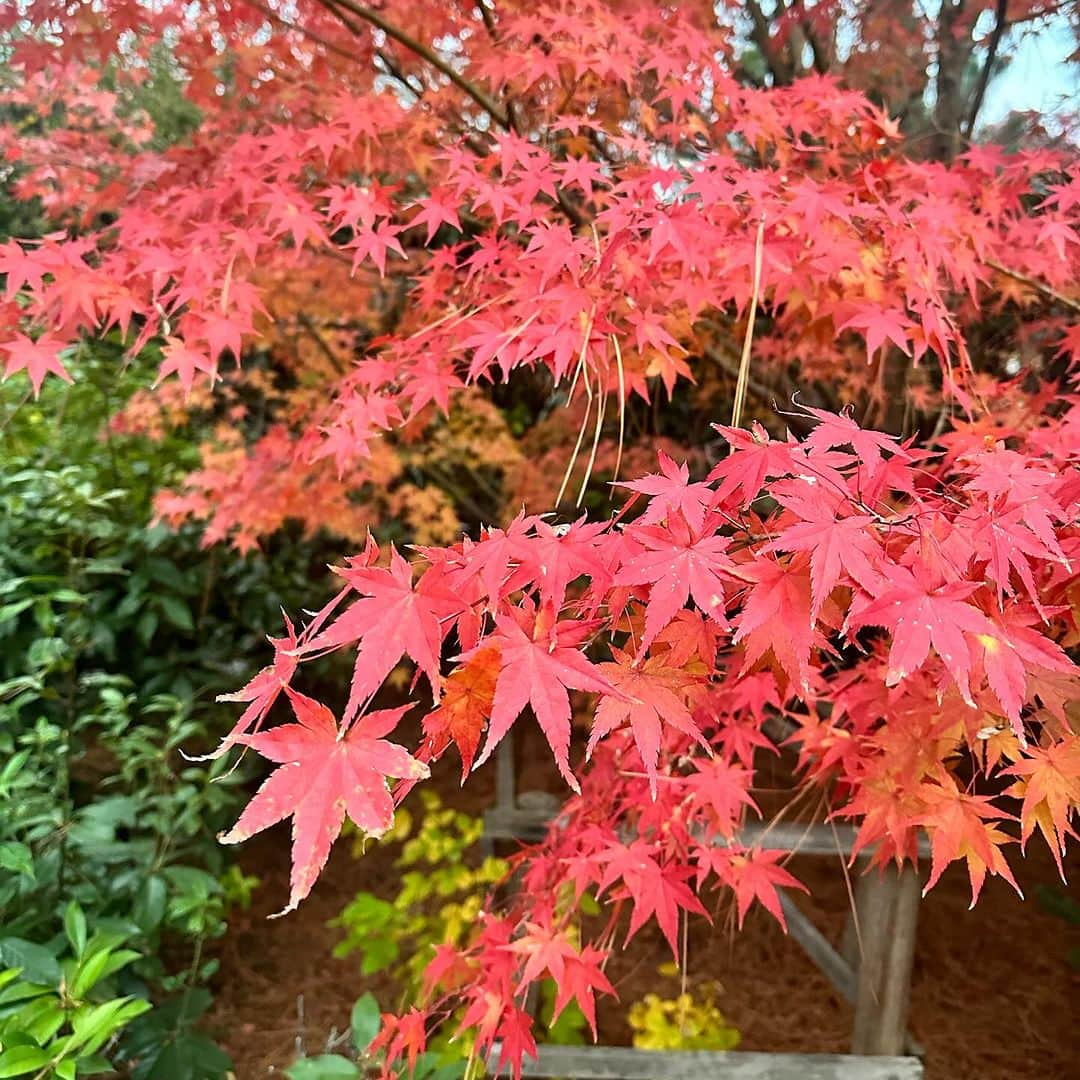 澤野井香里のインスタグラム：「色とりどりの紅葉🍁がキレイでうっとり♡＾＾  パパ👨🏻の抱っこに大喜びのMで、Sが帰ってくるまで3人で#紅葉狩り 🎵  #ks_23✨ #ks_kyoto✨ #京都 #龍安寺 #京都紅葉 #紅葉 #紅葉スポット #紅葉シーズン #年中 #4歳 #4歳女の子 #ベビフル #ママリ #コドモノ #女の子ママ #男の子ママ　#ママライフ #kyoto #ryuanjitemple #redleaves #M🍒_  #👧🏻 #🍁」