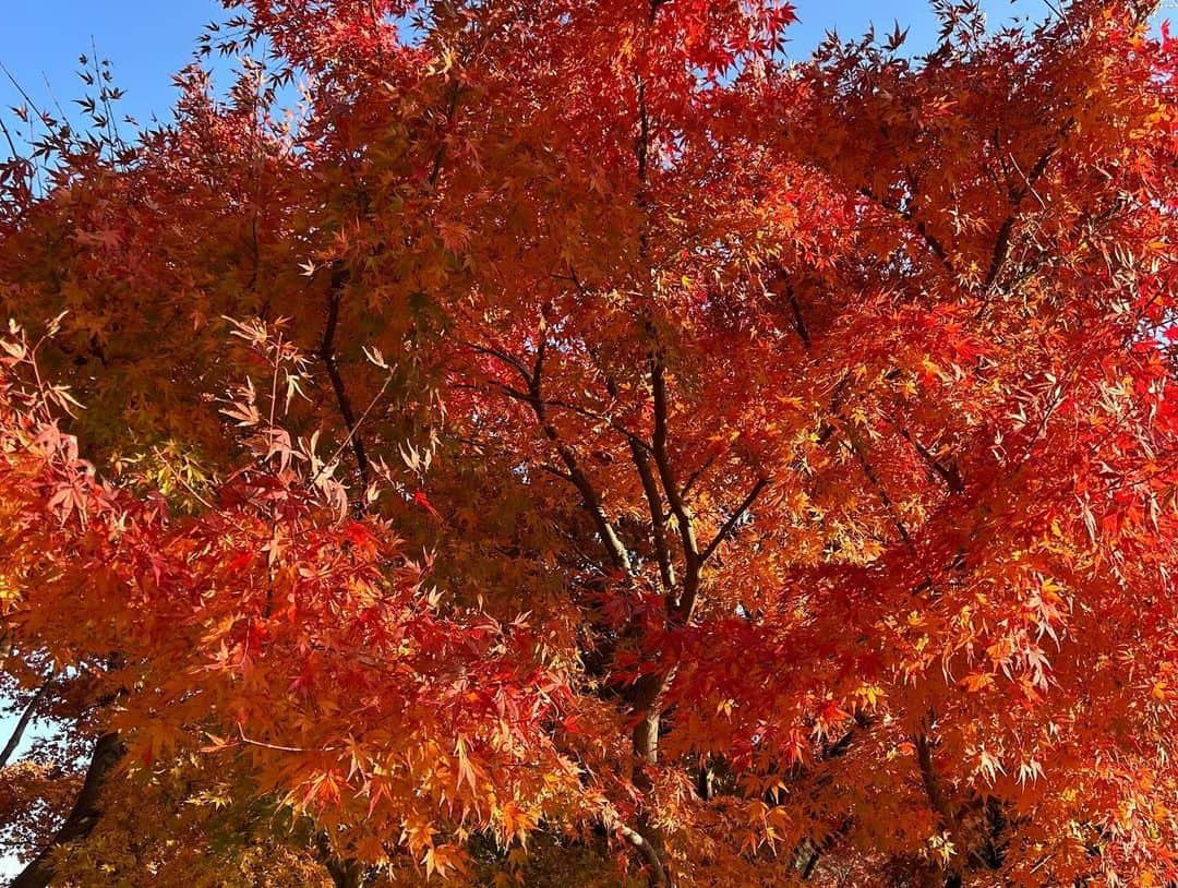 髙橋塁さんのインスタグラム写真 - (髙橋塁Instagram)「勝尾寺🍁🍁🍁」12月1日 18時02分 - rui_takahashi_