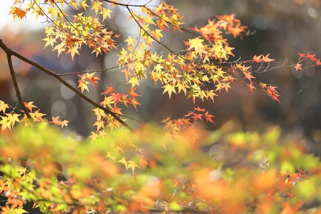 kiccyomuのインスタグラム：「☁️ 2023.12.01 Fri #九品仏 にある #浄真寺 真っ赤なモミジが美しいお寺さん #紅葉 🍁 まだ緑色も多く 見頃は、もう少し先かな？😅  今日から12月🤗 寒い日が続きそうですが ご自愛ください🙏  location #東京 ❣️ 📷撮影 2023年11月29日」