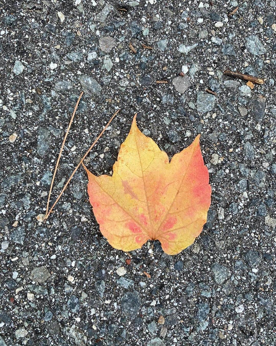 タテタカコのインスタグラム：「🍁」