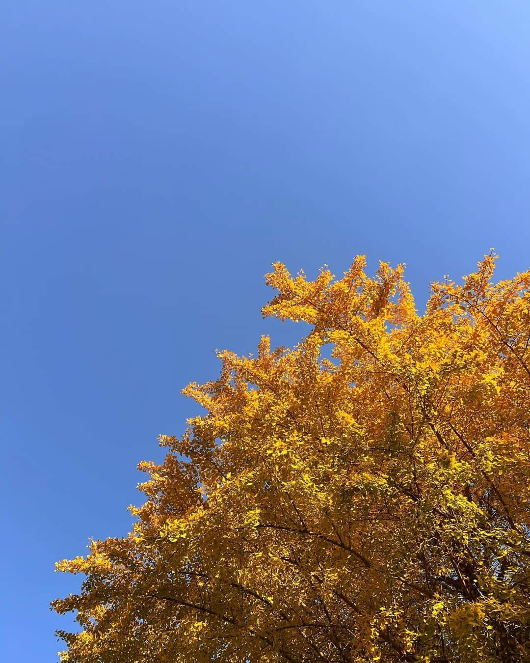 山口貴也のインスタグラム：「11月！🍁  今月も色んなことを感じ、とても豊かな月でした。皆さんのおかげです。 ジム方面の皆さんもありがとうございました  久々だったり新しいことを始めてみたりの月だったのに、写真が少なすぎでした。笑  ある現場で出会った方たちのレンズを通して見る世界が素敵だったんで 早速マネしてるんですが、それはまた今度載せます！  📸」