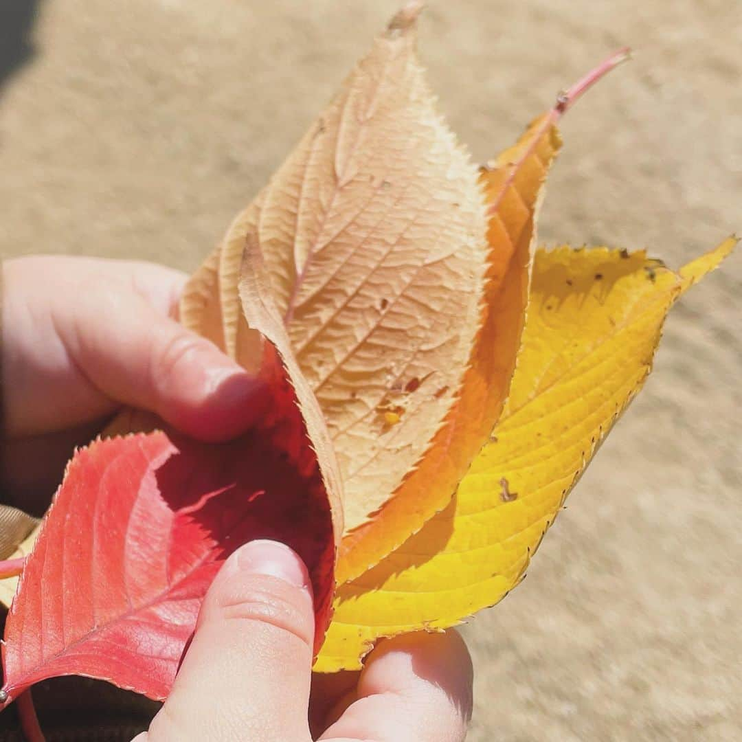 平野由実のインスタグラム：「落ち葉拾い🍂  石や葉っぱを見つけると喜ぶ次男。  先月、無事に次男が2歳になりました。 あっという間の2年間だった気がします。 今はよく喋るし、よく動き回る。 5人家族になって、丸2年。 子どもたちの成長につれて、家族の様子もどんどん変わります。 互いへの思いやりを忘れずに頑張っていきます✨  #葉っぱ #はっぱ #木の葉 #落ち葉 #枯葉 #紅葉 #黄葉 #2歳児 #2歳 #男の子 #男の子ママ #5人家族」