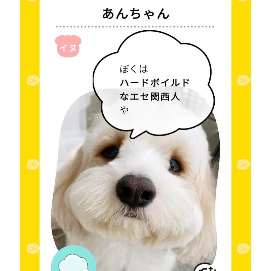 あんちゃんさんのインスタグラム写真 - (あんちゃんInstagram)「オレの気持ち🐶💭  知りたーい！！！！笑 あんちゃんが喋れたらいいのに… あんちゃんの気持ちが見えたらいいな…  って思うのが ケモノを子に持つ親の宿命🥹🐾  でも最近のアプリはすごいね！！  AIが画像の状況を認識して その時々の気持ちを予想して セリフを出してくれるんだって🤣🤣  『ツイペット』ってアプリなんだけど 性格も選択できるし それぞれの個性に合ったセリフを出してくれるよ🥰  ツイペットのアプリ内で 気持ちをのぞきながら動画や写真も撮れるし、 過去に撮った動画や写真でも 気持ちをのぞいてセリフを出してくれるから ついついいっぱい遊んじゃう😂💭  その時々のシーンに合わせて 吹き出しの雰囲気も変えれるのがいいね👏  最近まえより距離が縮まって 仲良し度も上がってきたモフモチ🐶👶🏻  実際こう思ってたらいいなぁ〜 なんて思いつつ ほっこりとした気持ちで楽しめました❤️  ちなみに最後のほうに載せた写真は あんちゃんが言わなそうな設定にして 遊んでみたやつだよ🐶笑  関西弁あんちゃん… ネガティヴあんちゃん… 新鮮だ🤣🤣🤣  （それ以外の設定はあんちゃんらしく ポジティブ✖️わんぱくor  ポジティブ✖️イヌです）  しかもハロウィンやクリスマスやお正月… 季節ごとのイベントに合わせて 限定のデザインも出るんだって🎅🏻🎄  ぜひみんなも ツイペットで気持ちをのぞいて 遊んでみてね👀❤️  #PR #ツイペット #twipet #いぬすたぐらむ  #キャバションあんちゃん #あんちゃん　 #キャバション #モフモフとモチモチ」12月1日 19時00分 - anchan_0115_andy