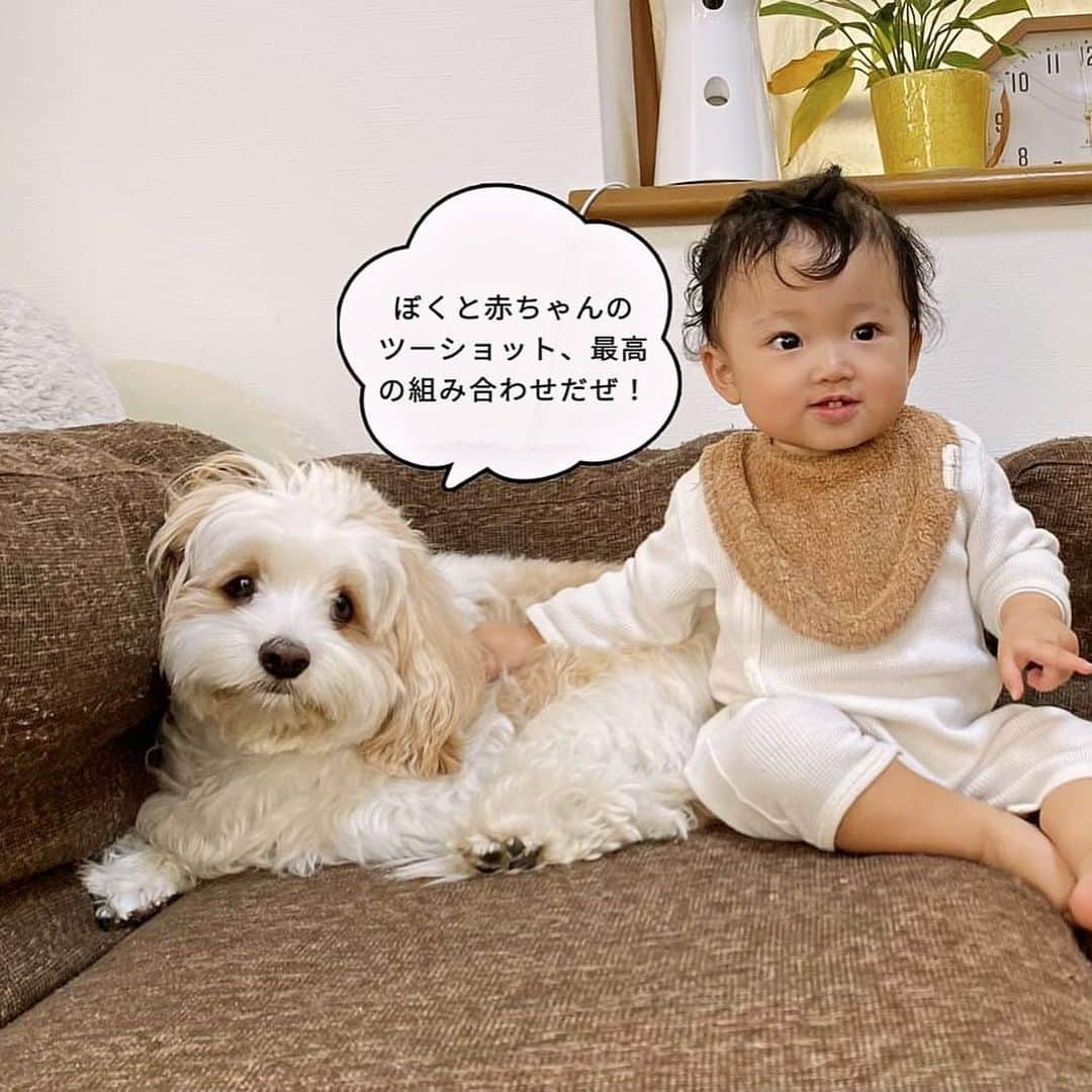 あんちゃんさんのインスタグラム写真 - (あんちゃんInstagram)「オレの気持ち🐶💭  知りたーい！！！！笑 あんちゃんが喋れたらいいのに… あんちゃんの気持ちが見えたらいいな…  って思うのが ケモノを子に持つ親の宿命🥹🐾  でも最近のアプリはすごいね！！  AIが画像の状況を認識して その時々の気持ちを予想して セリフを出してくれるんだって🤣🤣  『ツイペット』ってアプリなんだけど 性格も選択できるし それぞれの個性に合ったセリフを出してくれるよ🥰  ツイペットのアプリ内で 気持ちをのぞきながら動画や写真も撮れるし、 過去に撮った動画や写真でも 気持ちをのぞいてセリフを出してくれるから ついついいっぱい遊んじゃう😂💭  その時々のシーンに合わせて 吹き出しの雰囲気も変えれるのがいいね👏  最近まえより距離が縮まって 仲良し度も上がってきたモフモチ🐶👶🏻  実際こう思ってたらいいなぁ〜 なんて思いつつ ほっこりとした気持ちで楽しめました❤️  ちなみに最後のほうに載せた写真は あんちゃんが言わなそうな設定にして 遊んでみたやつだよ🐶笑  関西弁あんちゃん… ネガティヴあんちゃん… 新鮮だ🤣🤣🤣  （それ以外の設定はあんちゃんらしく ポジティブ✖️わんぱくor  ポジティブ✖️イヌです）  しかもハロウィンやクリスマスやお正月… 季節ごとのイベントに合わせて 限定のデザインも出るんだって🎅🏻🎄  ぜひみんなも ツイペットで気持ちをのぞいて 遊んでみてね👀❤️  #PR #ツイペット #twipet #いぬすたぐらむ  #キャバションあんちゃん #あんちゃん　 #キャバション #モフモフとモチモチ」12月1日 19時00分 - anchan_0115_andy