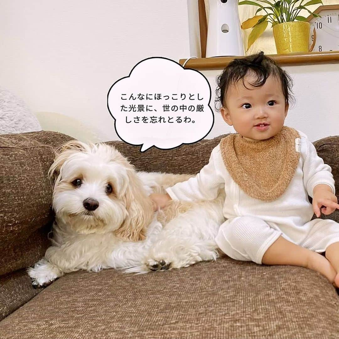 あんちゃんさんのインスタグラム写真 - (あんちゃんInstagram)「オレの気持ち🐶💭  知りたーい！！！！笑 あんちゃんが喋れたらいいのに… あんちゃんの気持ちが見えたらいいな…  って思うのが ケモノを子に持つ親の宿命🥹🐾  でも最近のアプリはすごいね！！  AIが画像の状況を認識して その時々の気持ちを予想して セリフを出してくれるんだって🤣🤣  『ツイペット』ってアプリなんだけど 性格も選択できるし それぞれの個性に合ったセリフを出してくれるよ🥰  ツイペットのアプリ内で 気持ちをのぞきながら動画や写真も撮れるし、 過去に撮った動画や写真でも 気持ちをのぞいてセリフを出してくれるから ついついいっぱい遊んじゃう😂💭  その時々のシーンに合わせて 吹き出しの雰囲気も変えれるのがいいね👏  最近まえより距離が縮まって 仲良し度も上がってきたモフモチ🐶👶🏻  実際こう思ってたらいいなぁ〜 なんて思いつつ ほっこりとした気持ちで楽しめました❤️  ちなみに最後のほうに載せた写真は あんちゃんが言わなそうな設定にして 遊んでみたやつだよ🐶笑  関西弁あんちゃん… ネガティヴあんちゃん… 新鮮だ🤣🤣🤣  （それ以外の設定はあんちゃんらしく ポジティブ✖️わんぱくor  ポジティブ✖️イヌです）  しかもハロウィンやクリスマスやお正月… 季節ごとのイベントに合わせて 限定のデザインも出るんだって🎅🏻🎄  ぜひみんなも ツイペットで気持ちをのぞいて 遊んでみてね👀❤️  #PR #ツイペット #twipet #いぬすたぐらむ  #キャバションあんちゃん #あんちゃん　 #キャバション #モフモフとモチモチ」12月1日 19時00分 - anchan_0115_andy