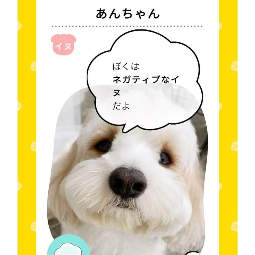 あんちゃんさんのインスタグラム写真 - (あんちゃんInstagram)「オレの気持ち🐶💭  知りたーい！！！！笑 あんちゃんが喋れたらいいのに… あんちゃんの気持ちが見えたらいいな…  って思うのが ケモノを子に持つ親の宿命🥹🐾  でも最近のアプリはすごいね！！  AIが画像の状況を認識して その時々の気持ちを予想して セリフを出してくれるんだって🤣🤣  『ツイペット』ってアプリなんだけど 性格も選択できるし それぞれの個性に合ったセリフを出してくれるよ🥰  ツイペットのアプリ内で 気持ちをのぞきながら動画や写真も撮れるし、 過去に撮った動画や写真でも 気持ちをのぞいてセリフを出してくれるから ついついいっぱい遊んじゃう😂💭  その時々のシーンに合わせて 吹き出しの雰囲気も変えれるのがいいね👏  最近まえより距離が縮まって 仲良し度も上がってきたモフモチ🐶👶🏻  実際こう思ってたらいいなぁ〜 なんて思いつつ ほっこりとした気持ちで楽しめました❤️  ちなみに最後のほうに載せた写真は あんちゃんが言わなそうな設定にして 遊んでみたやつだよ🐶笑  関西弁あんちゃん… ネガティヴあんちゃん… 新鮮だ🤣🤣🤣  （それ以外の設定はあんちゃんらしく ポジティブ✖️わんぱくor  ポジティブ✖️イヌです）  しかもハロウィンやクリスマスやお正月… 季節ごとのイベントに合わせて 限定のデザインも出るんだって🎅🏻🎄  ぜひみんなも ツイペットで気持ちをのぞいて 遊んでみてね👀❤️  #PR #ツイペット #twipet #いぬすたぐらむ  #キャバションあんちゃん #あんちゃん　 #キャバション #モフモフとモチモチ」12月1日 19時00分 - anchan_0115_andy