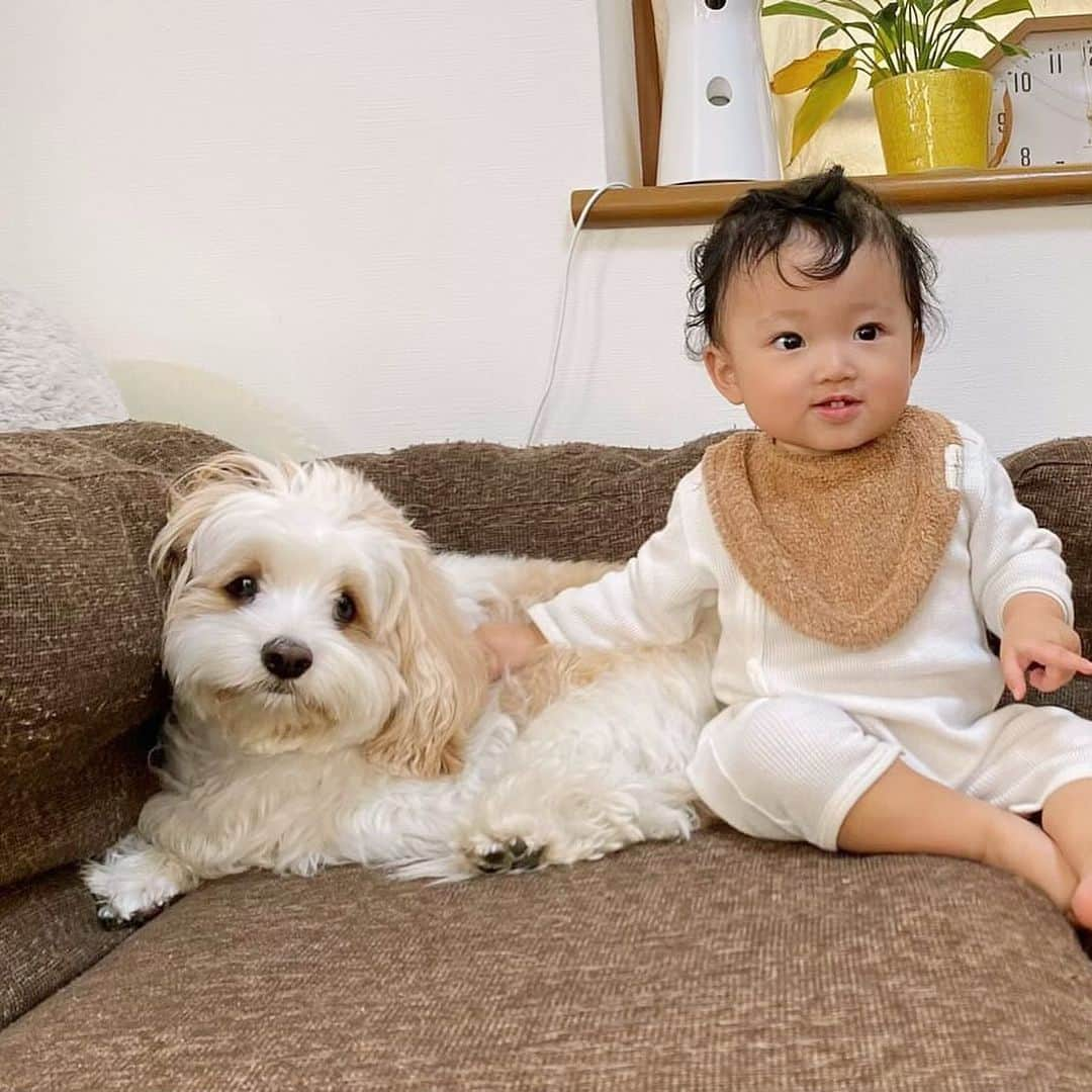 あんちゃんのインスタグラム：「オレの気持ち🐶💭  知りたーい！！！！笑 あんちゃんが喋れたらいいのに… あんちゃんの気持ちが見えたらいいな…  って思うのが ケモノを子に持つ親の宿命🥹🐾  でも最近のアプリはすごいね！！  AIが画像の状況を認識して その時々の気持ちを予想して セリフを出してくれるんだって🤣🤣  『ツイペット』ってアプリなんだけど 性格も選択できるし それぞれの個性に合ったセリフを出してくれるよ🥰  ツイペットのアプリ内で 気持ちをのぞきながら動画や写真も撮れるし、 過去に撮った動画や写真でも 気持ちをのぞいてセリフを出してくれるから ついついいっぱい遊んじゃう😂💭  その時々のシーンに合わせて 吹き出しの雰囲気も変えれるのがいいね👏  最近まえより距離が縮まって 仲良し度も上がってきたモフモチ🐶👶🏻  実際こう思ってたらいいなぁ〜 なんて思いつつ ほっこりとした気持ちで楽しめました❤️  ちなみに最後のほうに載せた写真は あんちゃんが言わなそうな設定にして 遊んでみたやつだよ🐶笑  関西弁あんちゃん… ネガティヴあんちゃん… 新鮮だ🤣🤣🤣  （それ以外の設定はあんちゃんらしく ポジティブ✖️わんぱくor  ポジティブ✖️イヌです）  しかもハロウィンやクリスマスやお正月… 季節ごとのイベントに合わせて 限定のデザインも出るんだって🎅🏻🎄  ぜひみんなも ツイペットで気持ちをのぞいて 遊んでみてね👀❤️  #PR #ツイペット #twipet #いぬすたぐらむ  #キャバションあんちゃん #あんちゃん　 #キャバション #モフモフとモチモチ」