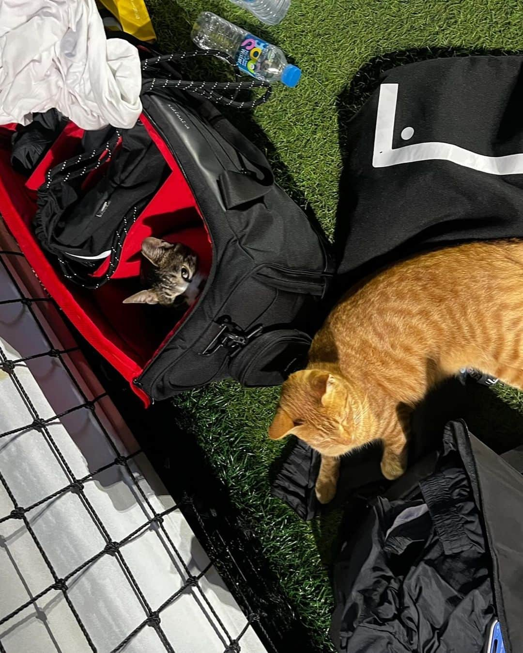 ウングァンのインスタグラム：「내 친구들 내 가방이 그렇게 따듯했냐옹😼  p.s 한달 전 풋살장에서 ⚽️」