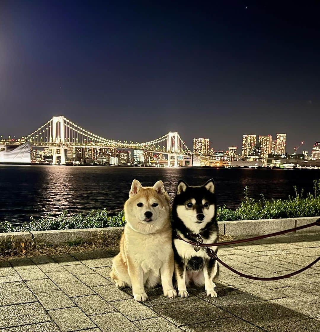 豆柴なつ&ふゆのインスタグラム：「Tokyo night view😆⭐️ 東京夜景旅行😆⭐️ 豊洲〜⭐️ ＊なつはチャウチャウになりたい柴犬です😂  #豊洲 #東京旅行 #東京 #tokyo #夜景 #都会    #trip  #犬連れ旅行　#旅行 #ワンコと旅行 #犬と旅行  #犬のいる暮らし  #しばいぬ #シバフル #わんダフォ #shibamania  #shiba_snap  #instashiba#cutedogs  #柴犬#shiba #shibainu #shibastagram #pecoいぬ部 #shibainumag_feature #dogoftheday  #🐕📷 #theshibasociety」