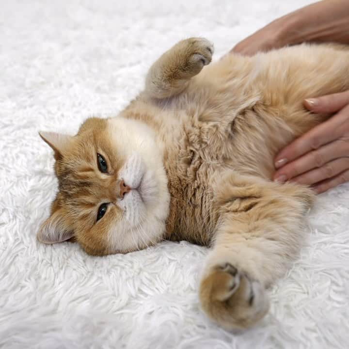 Hosicoのインスタグラム：「What could be better than mother’s hands stroking a cat’s belly? 🦦💁‍♀️」