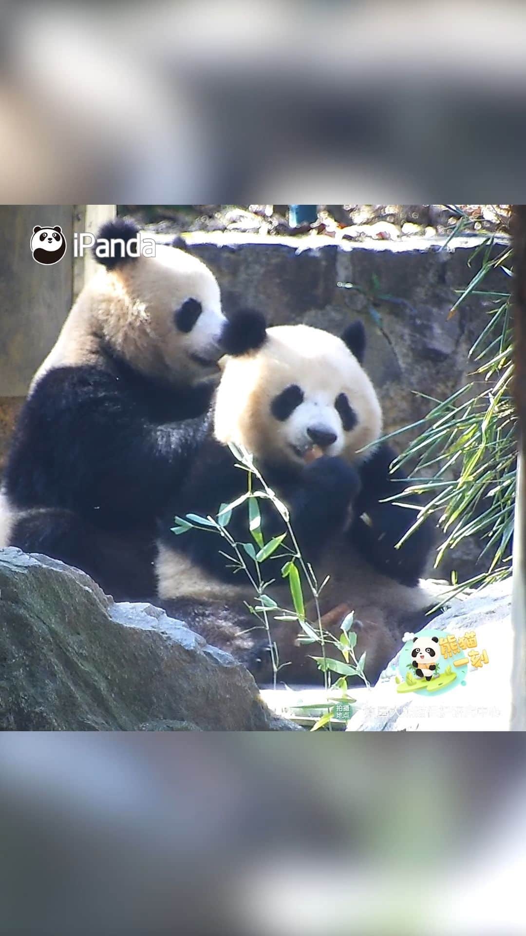 iPandaのインスタグラム：「This new restaurant not only has delicious bamboo but also offers free massage. (Qing Hua & Qing Lu) 🐼 🐼 🐼 #Panda #iPanda #Cute #HiPanda #CCRCGP #PandaMoment  For more panda information, please check out: https://en.ipanda.com」