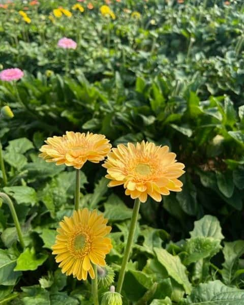 さが農村さんのインスタグラム写真 - (さが農村Instagram)「白石町にある「かわさき花園」でガーベラの花摘みを体験してきました😊  ハウスに咲いているたくさんのガーベラの中から、お気に入りの色を選んで摘み取ります。 摘み取ったお花は花束にしてもらい、持って帰ることができます💐  今回は、ダリアのハウスも見学させてもらえました。 きれいなお花に囲まれてテンションがあがります！  花摘み体験は、じゃらんを経由して予約可能です。🌺  かわさき花園　HP　https://kawasakihanaen.net/ じゃらん（花摘み体験）　https://www.jalan.net/kankou/spt_guide000000213475/  #saga #さが #佐賀 #かわさき花園 #佐賀県産 #白石町 #体験農園 #花摘み #農村ビジネス #さが農村ひろば #じゃらん」12月1日 20時00分 - saganouson