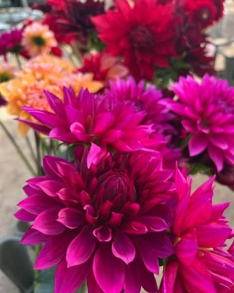 さが農村さんのインスタグラム写真 - (さが農村Instagram)「白石町にある「かわさき花園」でガーベラの花摘みを体験してきました😊  ハウスに咲いているたくさんのガーベラの中から、お気に入りの色を選んで摘み取ります。 摘み取ったお花は花束にしてもらい、持って帰ることができます💐  今回は、ダリアのハウスも見学させてもらえました。 きれいなお花に囲まれてテンションがあがります！  花摘み体験は、じゃらんを経由して予約可能です。🌺  かわさき花園　HP　https://kawasakihanaen.net/ じゃらん（花摘み体験）　https://www.jalan.net/kankou/spt_guide000000213475/  #saga #さが #佐賀 #かわさき花園 #佐賀県産 #白石町 #体験農園 #花摘み #農村ビジネス #さが農村ひろば #じゃらん」12月1日 20時00分 - saganouson