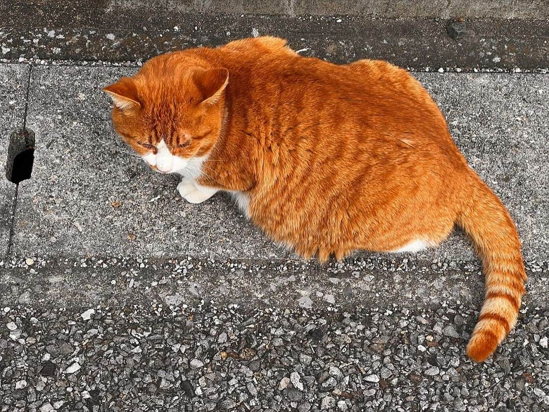 Kachimo Yoshimatsuのインスタグラム：「膨張し続けてる｡ 最近朝ごはんをちょっと残すようになってきた。 うちに来る前にどこかで ちょろっと食って来てるな。  やっと今日、カレンダーのデータを印刷入れました。 やはり年末になると作ってしまう。 今回は、卓上ポストカードタイプ100部1種類です。 詳細は後ほど  #うちの猫ら #猫 #chameshi #ねこ #ニャンスタグラム #にゃんすたぐらむ #ねこのきもち #cat #ネコ #catstagram #ネコ部 http://kachimo.exblog.jp」