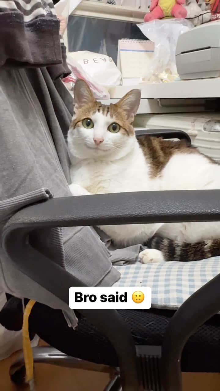 Cute Pets Dogs Catsのインスタグラム：「Bro said 🙂  Credit: adorable @嗷呜一口吃掉你 - DY ** For all crediting issues and removals pls 𝐄𝐦𝐚𝐢𝐥 𝐮𝐬 ☺️  𝐍𝐨𝐭𝐞: we don’t own this video/pics, all rights go to their respective owners. If owner is not provided, tagged (meaning we couldn’t find who is the owner), 𝐩𝐥𝐬 𝐄𝐦𝐚𝐢𝐥 𝐮𝐬 with 𝐬𝐮𝐛𝐣𝐞𝐜𝐭 “𝐂𝐫𝐞𝐝𝐢𝐭 𝐈𝐬𝐬𝐮𝐞𝐬” and 𝐨𝐰𝐧𝐞𝐫 𝐰𝐢𝐥𝐥 𝐛𝐞 𝐭𝐚𝐠𝐠𝐞𝐝 𝐬𝐡𝐨𝐫𝐭𝐥𝐲 𝐚𝐟𝐭𝐞𝐫.  We have been building this community for over 6 years, but 𝐞𝐯𝐞𝐫𝐲 𝐫𝐞𝐩𝐨𝐫𝐭 𝐜𝐨𝐮𝐥𝐝 𝐠𝐞𝐭 𝐨𝐮𝐫 𝐩𝐚𝐠𝐞 𝐝𝐞𝐥𝐞𝐭𝐞𝐝, pls email us first. **」