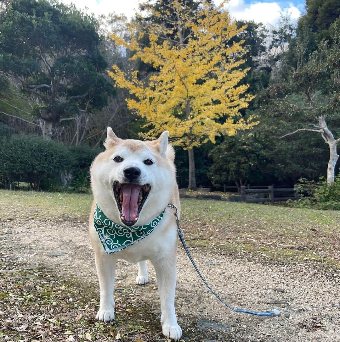 豆助左衛門（まめすけざえもん）のインスタグラム：「🍁 お出かけ日和🚗 たまたま行った公園の 銀杏が綺麗でした。  今年は🍁のタイミングを逃しちゃったから嬉しいなあ🍁  豆の百面相💕 色んな表情があるでござる😊  …………………………………………🖋 #徳島柴ちゃん会　#shiba #徳島 #豆柴　#shibainu #dog #柴犬 #anicas#amazonpets #豆助座衛門　#犬　#徳島県」