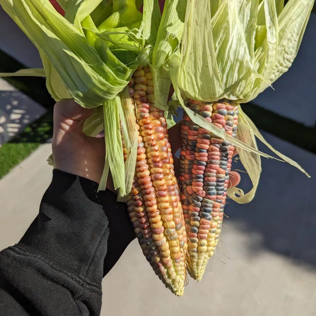 ウィル・ウィトンのインスタグラム：「I planted some indigenous flint corn in early September, hopeful that we would end up with some popcorn in December. I have forgotten the precise varietal, but it's really pretty.  I think the stalks need another two weeks (and calmag lol) but look at what I harvested today! I guess I just hang these to dry, then pull the kernels off and toss them in the popper.   #gardening」