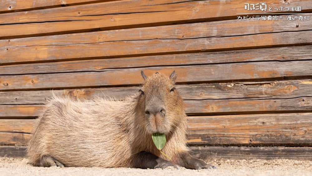 渡辺克仁さんのインスタグラム写真 - (渡辺克仁Instagram)「おはようございます。  #カピバラ #水豚 #capybara #おはよう」12月2日 7時00分 - katsuhito.watanabe