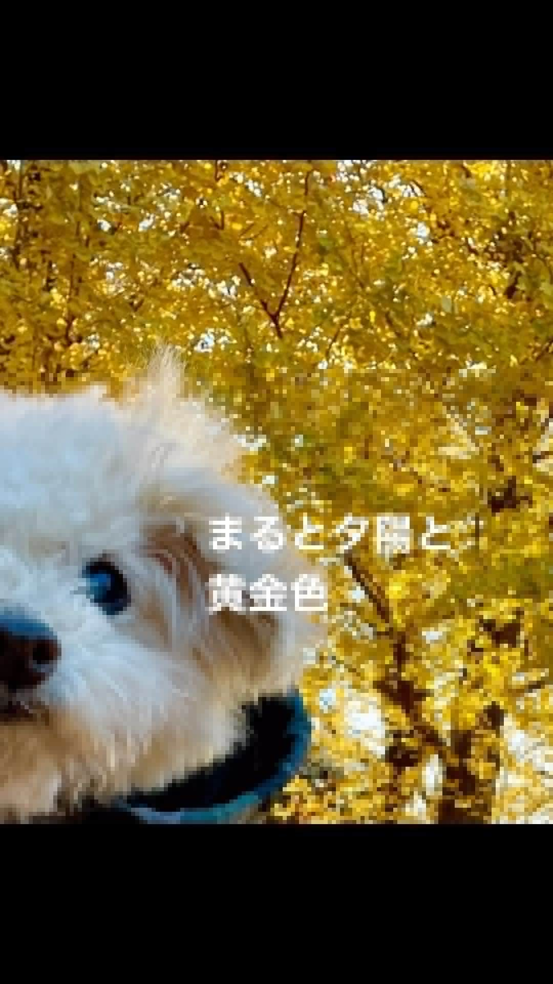 Maruのインスタグラム：「🐶 先日の夕焼けまるちゃんで、 おはようございます！  昨日から、マミィお出かけのため お泊まりお留守番を頑張っています。 ねんねして、待っててね💕︎   #ハイシニアさんのお泊まり  #預ける勇気  #預かる愛情  #信頼しかないありがとう  #ハイシニア犬  #トリセツ多め」