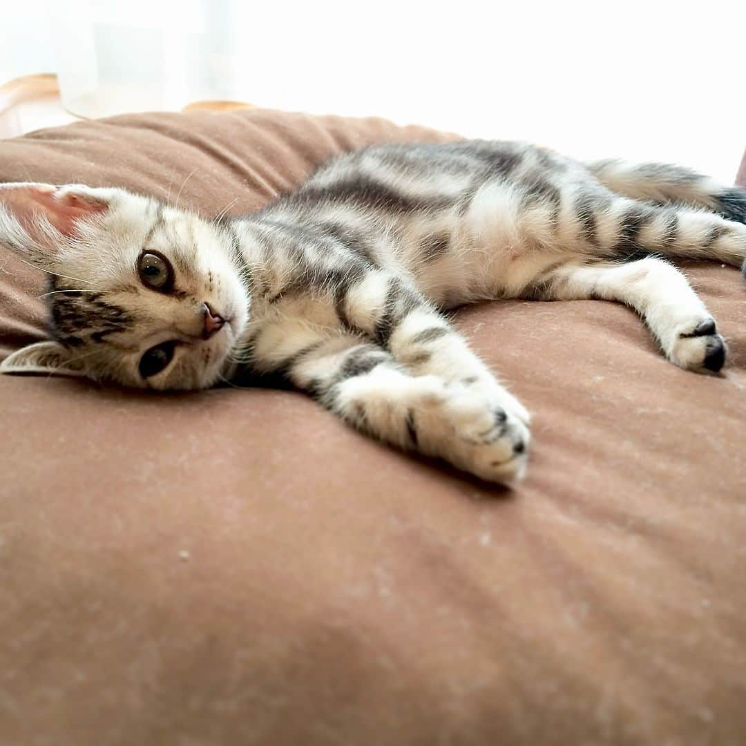 Alain アランさんのインスタグラム写真 - (Alain アランInstagram)「Happy Caturday! Baby Alain. I was 2.5 months old.  Tiny tot❤️. * 土曜日は蔵出しアラン！子猫時代のアランをお見せしています。ベビーアラン、生後2ヶ月半の頃。チビ助❤️ * #2014 #babyalain#PrinceAlain#boyAlain #catstagram #cat_features  #topcatphoto #cutepetclub #catsofinstagram #cats_of_world #excellent_cats #catstocker  #bestmeow #bestcats_oftheworld #INSTACAT_MEOWS #peco #animalsco #mofmo #みんねこ #ふわもこ部 #ねこのきもち #アメショー #猫 #猫好きさんとつながりたい #nekoclub #にゃんグラム #アメショ」12月2日 7時01分 - alain_cat