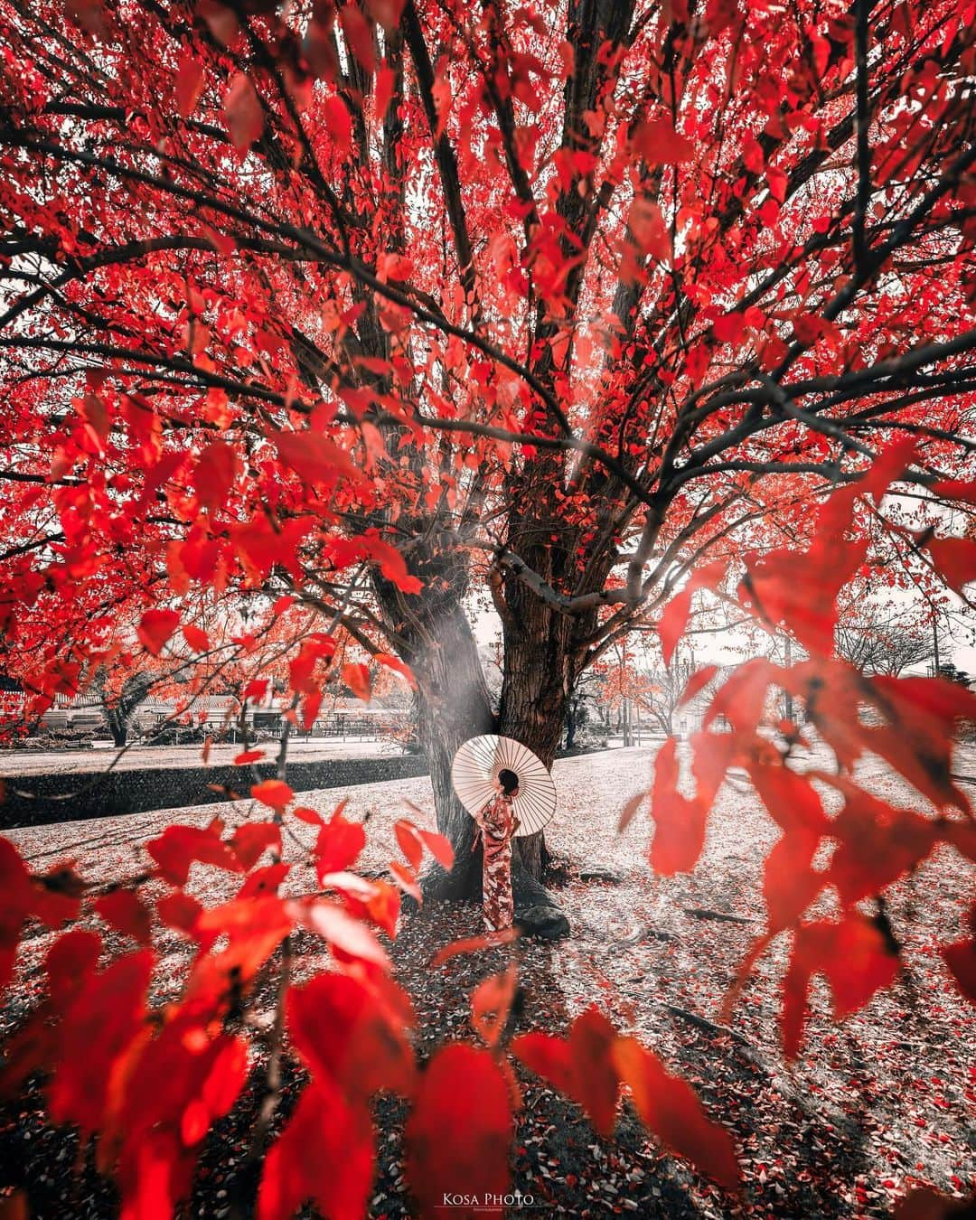 コサのインスタグラム：「ハナノキ 今年は良いタイミングで行けた👍 この赤色たまらん😍 . Location:三重 Mie /Japan🇯🇵 Date:2023年11月 Camera:Z9 / Z 14-24mm f2.8 in frame: @chami_2nd . #tokyocameraclub #art_of_japan_ #jgrv_member #team_jp_ #photo_jpn #sorakataphoto #LBJ_KING #mst_vip #広がり同盟メンバー #special_spot_legend #ハナノキ #みんすと紅葉祭 #japancityblues #jp_portrait_collection #ポトレファン倶楽部 #ポトレ撮影隊 #clv_galerie #visitmie #deaf_b_j_ #m_v_shotz #Rox_Captures #mf_landscape #invisible_cool_part #japan_bestpic_ #じゃびふる #raw_japan #japan_best_pic #japan_waphoto #nikoncreators #nikoncreators_2023moment」