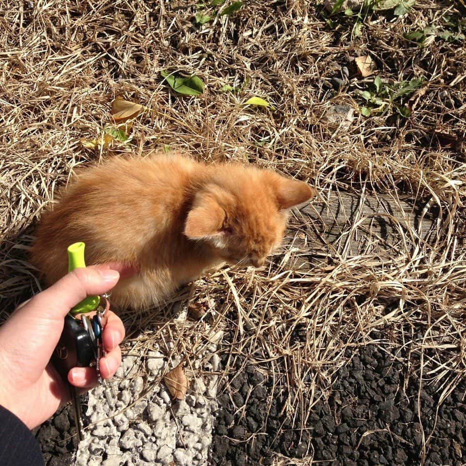 ぐっぴーさんのインスタグラム写真 - (ぐっぴーInstagram)「＊ 11年前の今日はぐっぴーと出会った日。  あまりに小さくて あまりに儚くて。 死んでしまうんじゃないかと心配で眠れなかった夜。 忘れられない日。  出会えたことに感謝。 うちの子になってくれてありがとう。  #うちの子記念日。  Eleven years ago today, I met Gupi.」12月2日 7時27分 - gupitaro