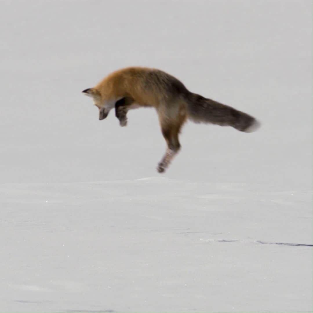 アニマルプラネットのインスタグラム：「Jumping into December like...🦊  This red #fox is hunting rodent prey under the snow.   #wildlife」