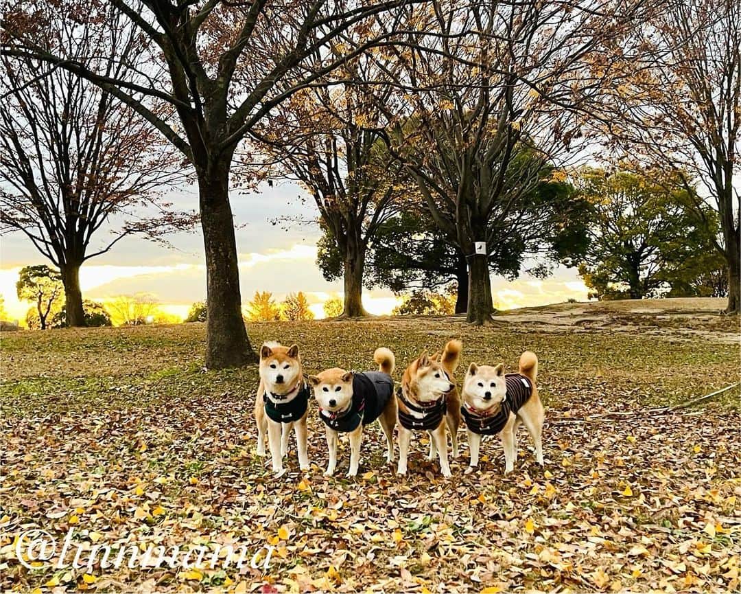 linnmamaのインスタグラム：「秋から冬へ〜①夕方散歩は枯れ葉🍂を踏んで🐾〜②今日から12月、「ストー部」始めました😍〜スイッチonでやってきたのは部長の凜💕〜麗は少しずつ食べられるようになってきました🥰〜ありがたいことに食欲以外は普段通りの元気さです😊〜あと2日くらいで副作用終わるかな〜今できることを精一杯、それで十分‼️〜今日も元気でありがとう❣️ ＊ ＊ ＊ #柴犬#dog #柴犬凜の勇気凜々every day #shibastagram #my_eos_photo #eosr6 #eosr10  #ドッグフォトグラファーズ #iphone12 #iphone12promax  #2024凜ファミリーカレンダー発売中 #プロフィール欄からどうぞ #Amazon、楽天でも販売中 #夕方散歩 #落ち葉  #戸田川緑地  #ストー部」