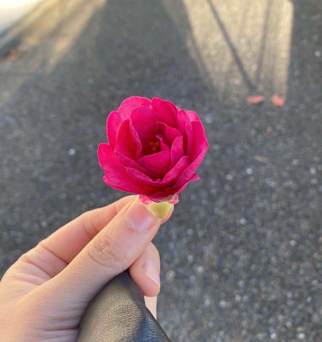 後藤しおりのインスタグラム：「肌が痛いほど寒い朝。空気が澄んでいて気持ちがいい。世田谷の椿もちらほら。」
