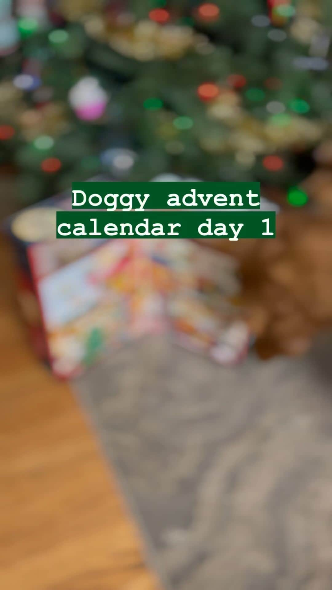 モヒートのインスタグラム：「It’s Dec 1, you know what that means…ADVENT CALENDAR TIME!!! I’ve had it hiding in a spare room and as soon as I brought it out Bellini said “want” 😂 safe to say they remember it. Day 1 was a toy, although Killian was most excited the girls have played with it too. #bark  #adventcalendar #dogadventcalendar #spoiled #christmas #goldenretriever #goldensofinstagram #dogs」